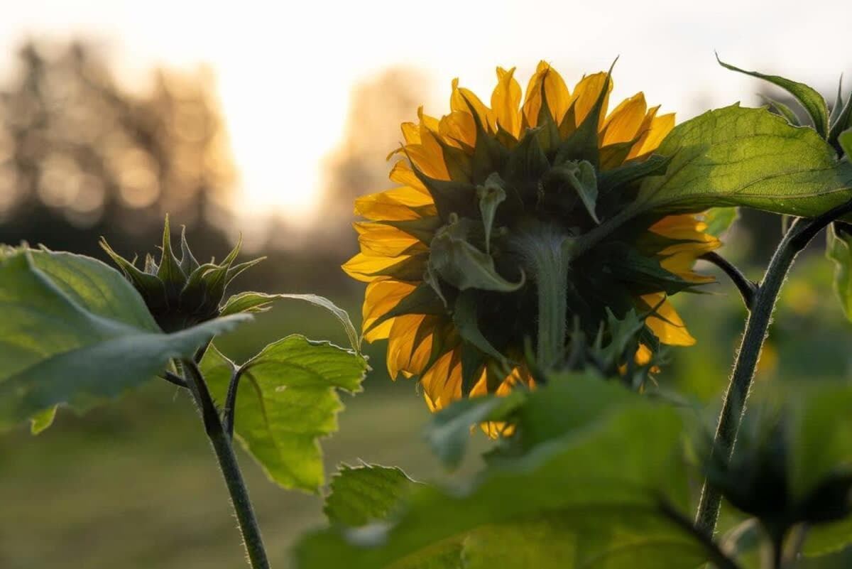 Ammebergs Blommor by Tiny Away photo 6