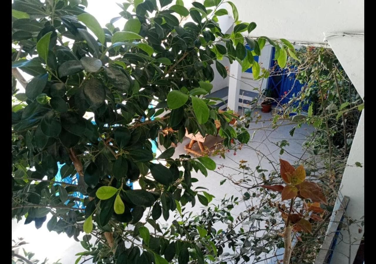 The Arabesque House photo 7