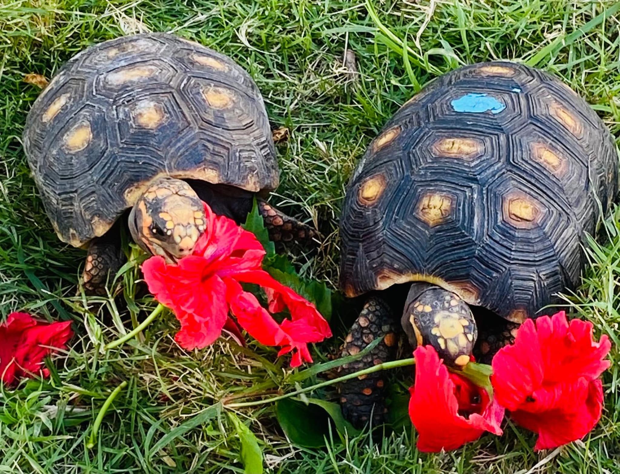 Turtle Hideaway photo 8