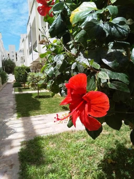 In Paradise Appart photo 5
