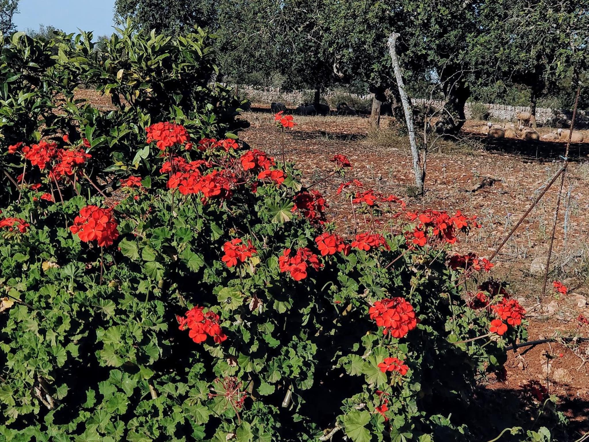 Finca Son Marimon - Adults Only photo 5