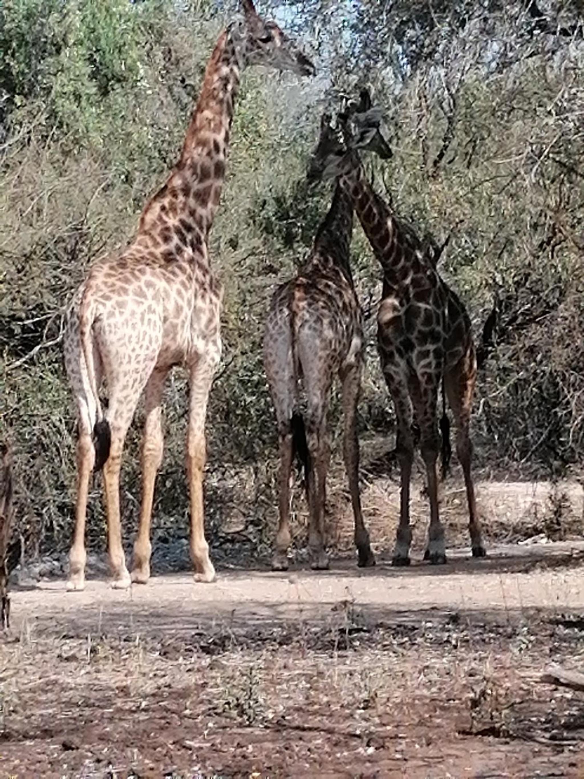 Giraffe Studio @ Kruger photo 6