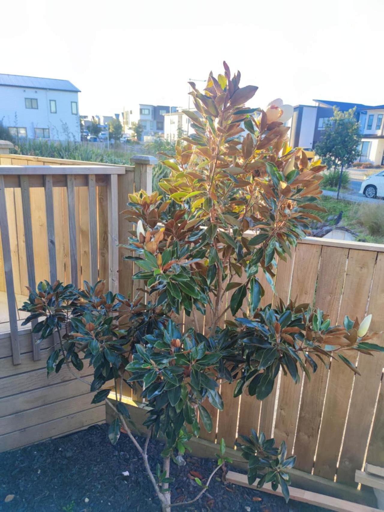 Auckland sweet home photo 6