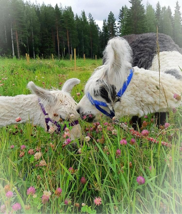 Villa Alpaca Mökki - Laamatila photo 4
