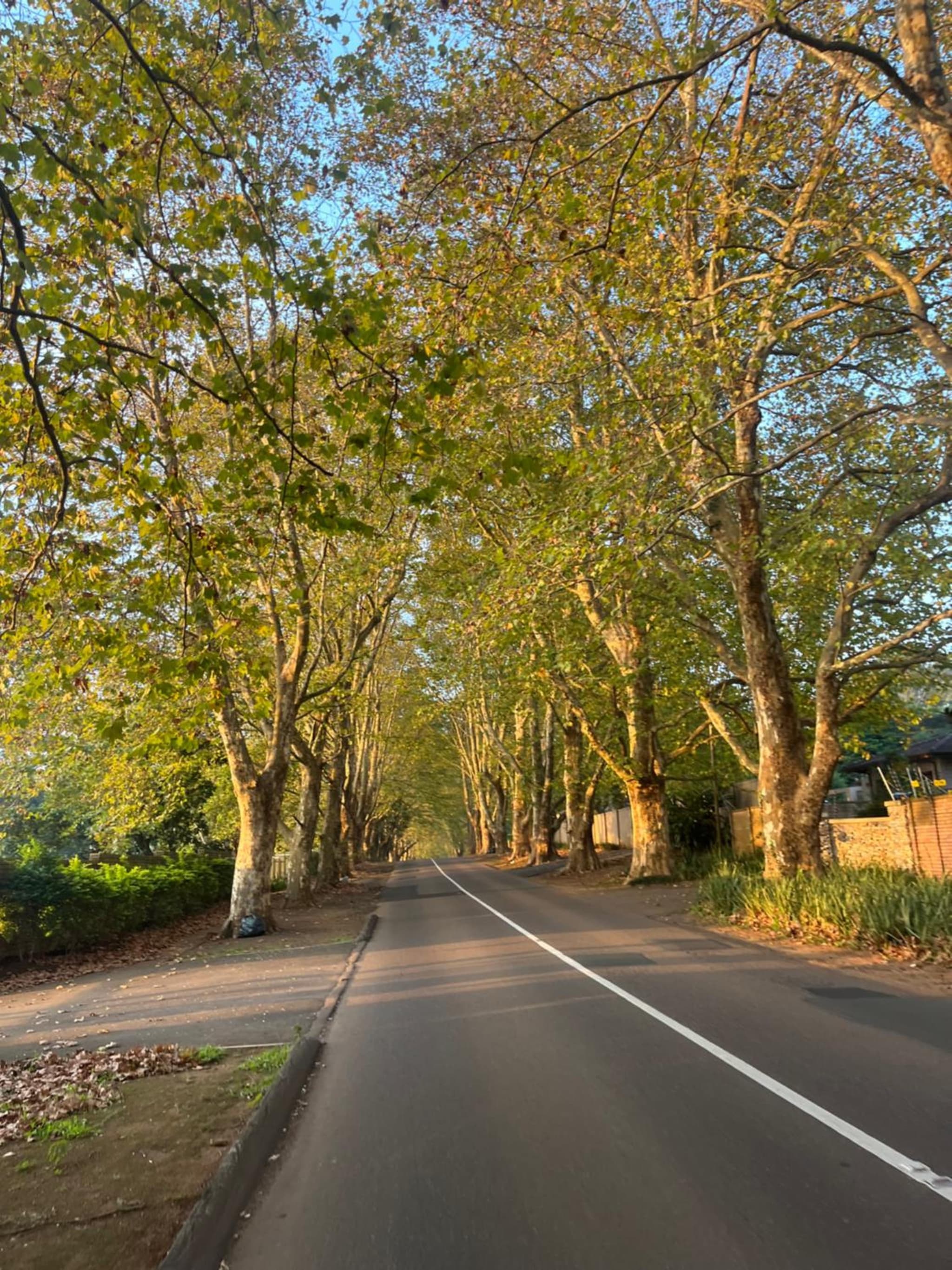 The Three Trees photo 5