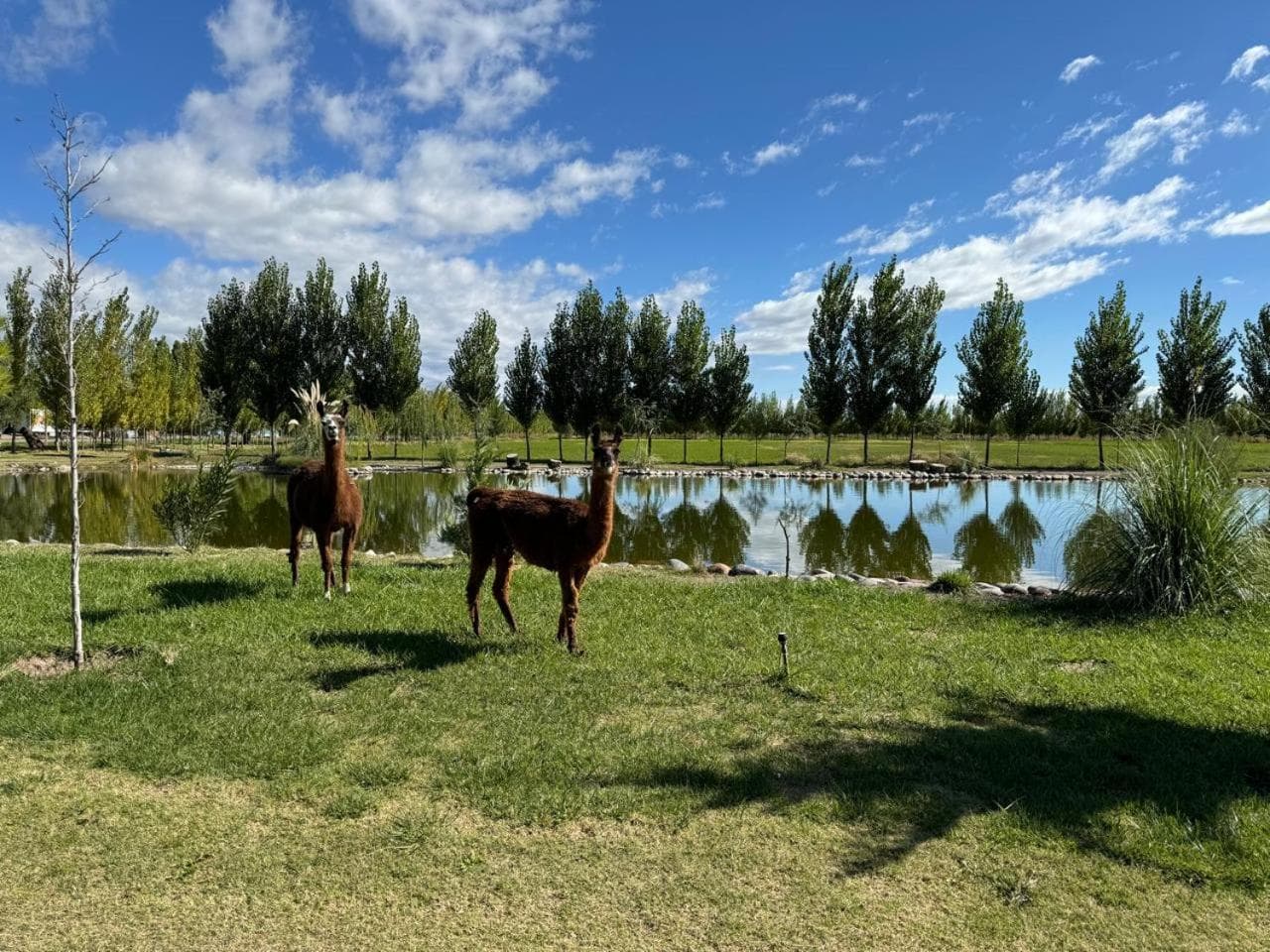 Complejo Koi photo 9