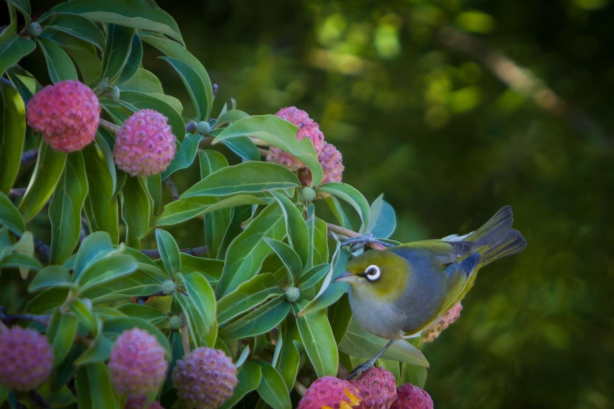 Beaufort House Akaroa photo 3