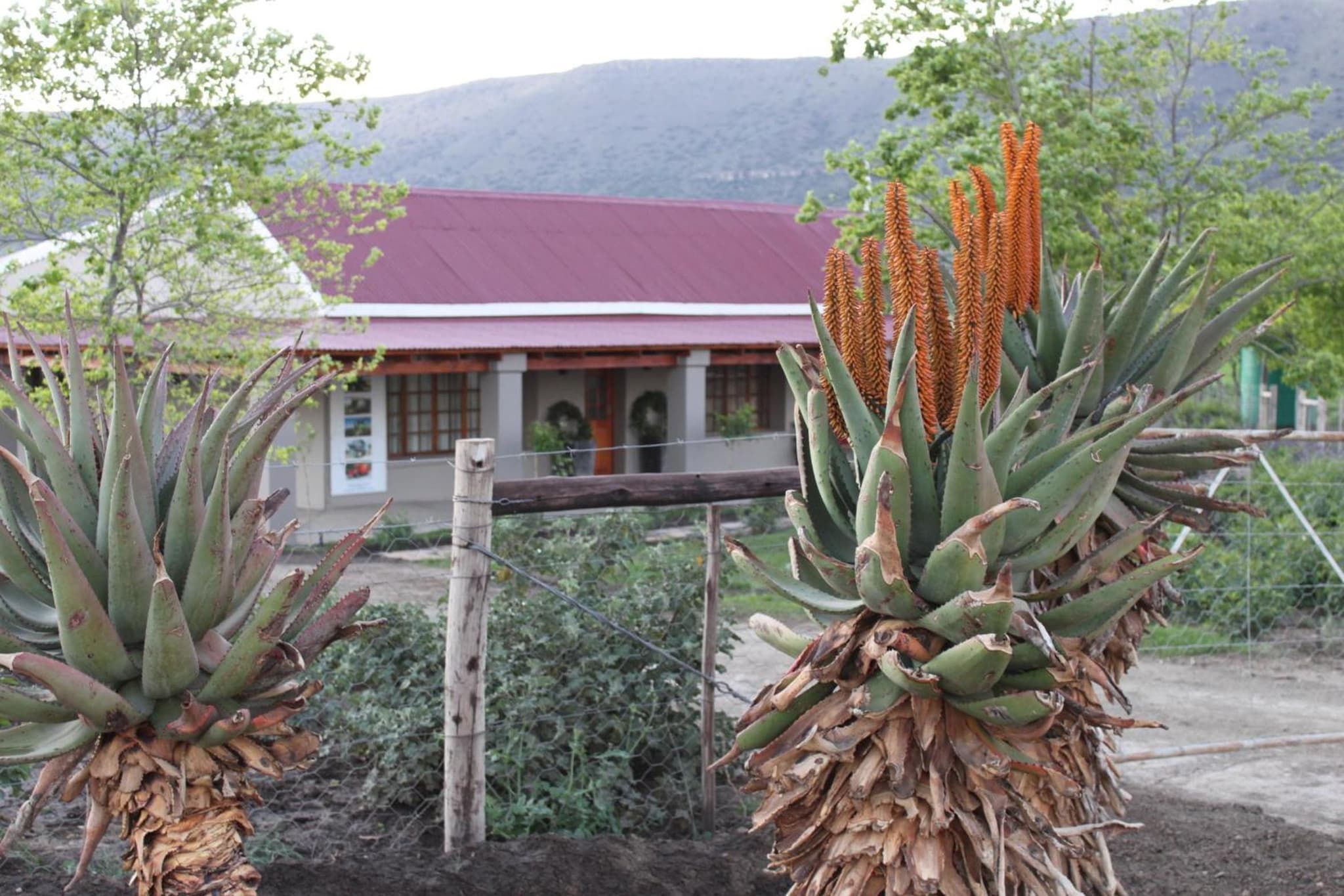 Mountain View Country Guest House photo 8