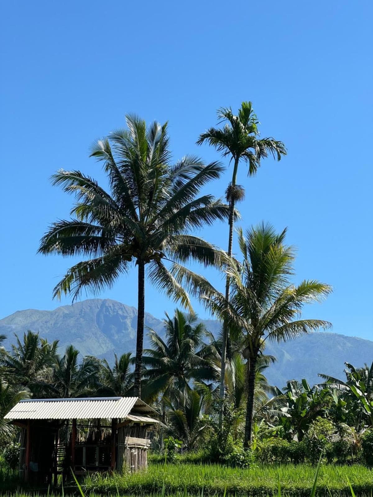 MyHome - Lombok photo 7