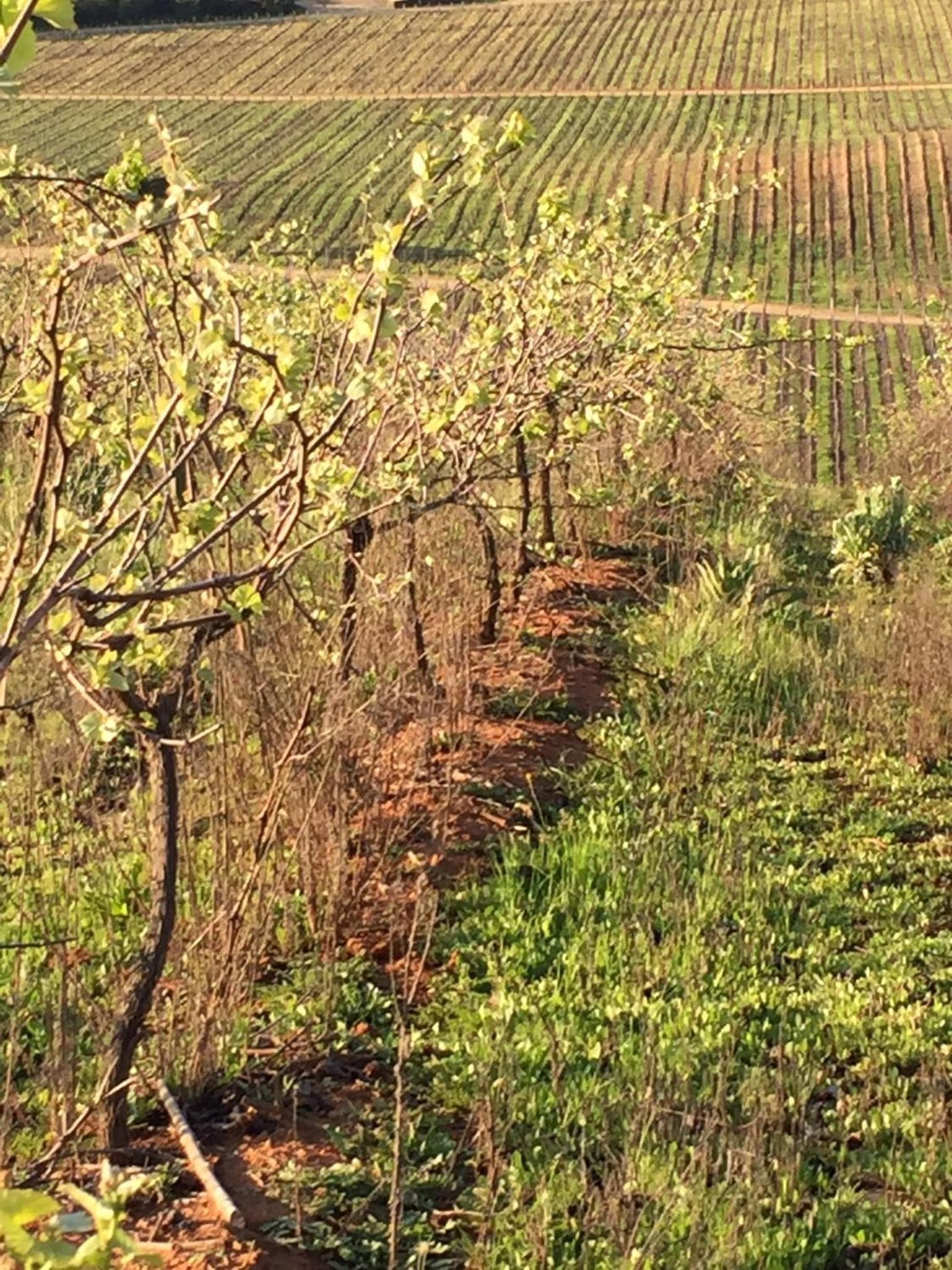 Casavino Casablanca photo 3