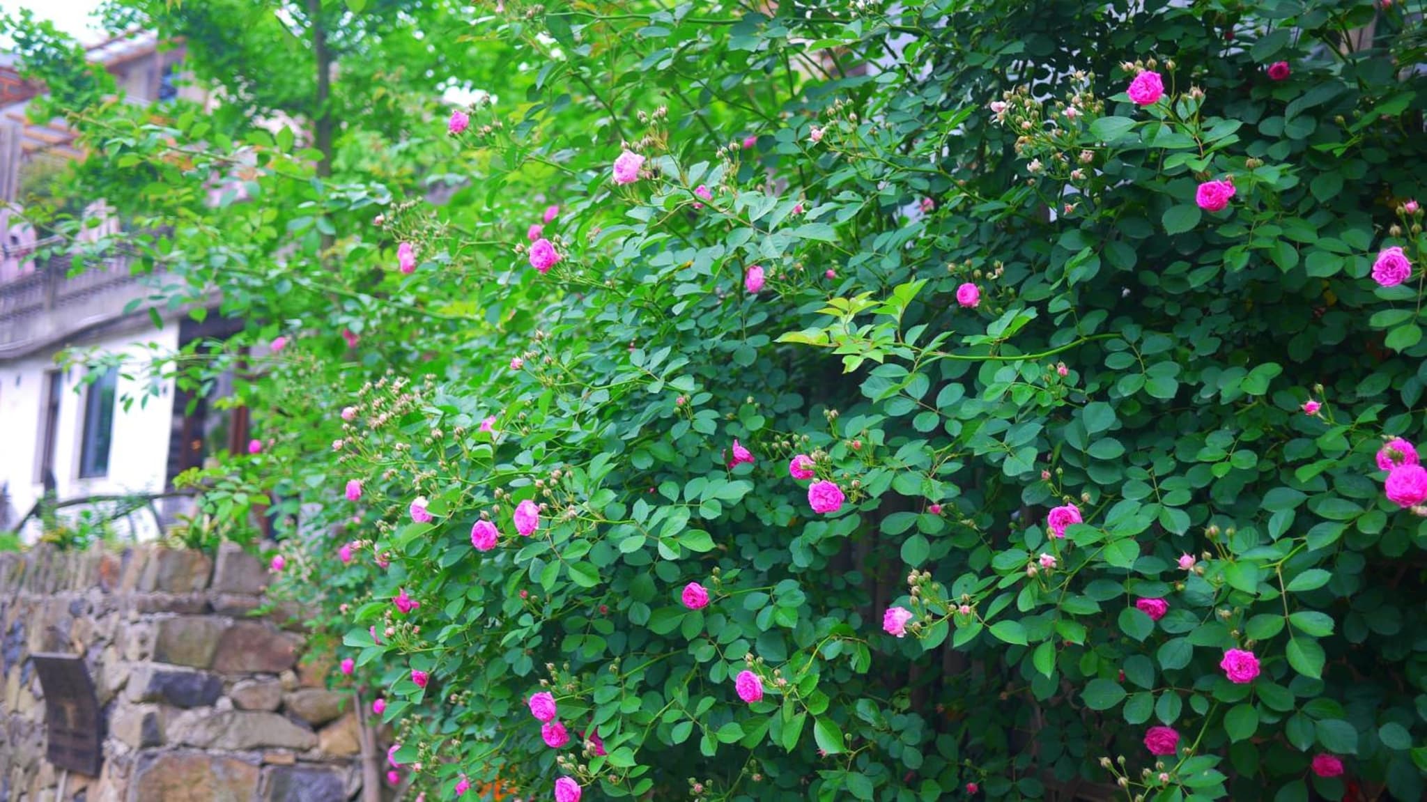Moganshan Bamboo View Guesthouse photo 8