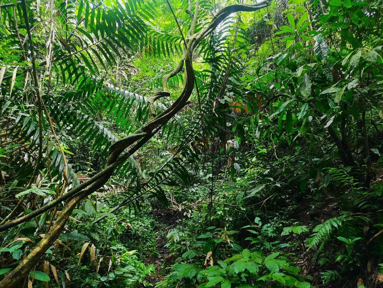 TheJungleGuide - Lodges & Treks photo 2