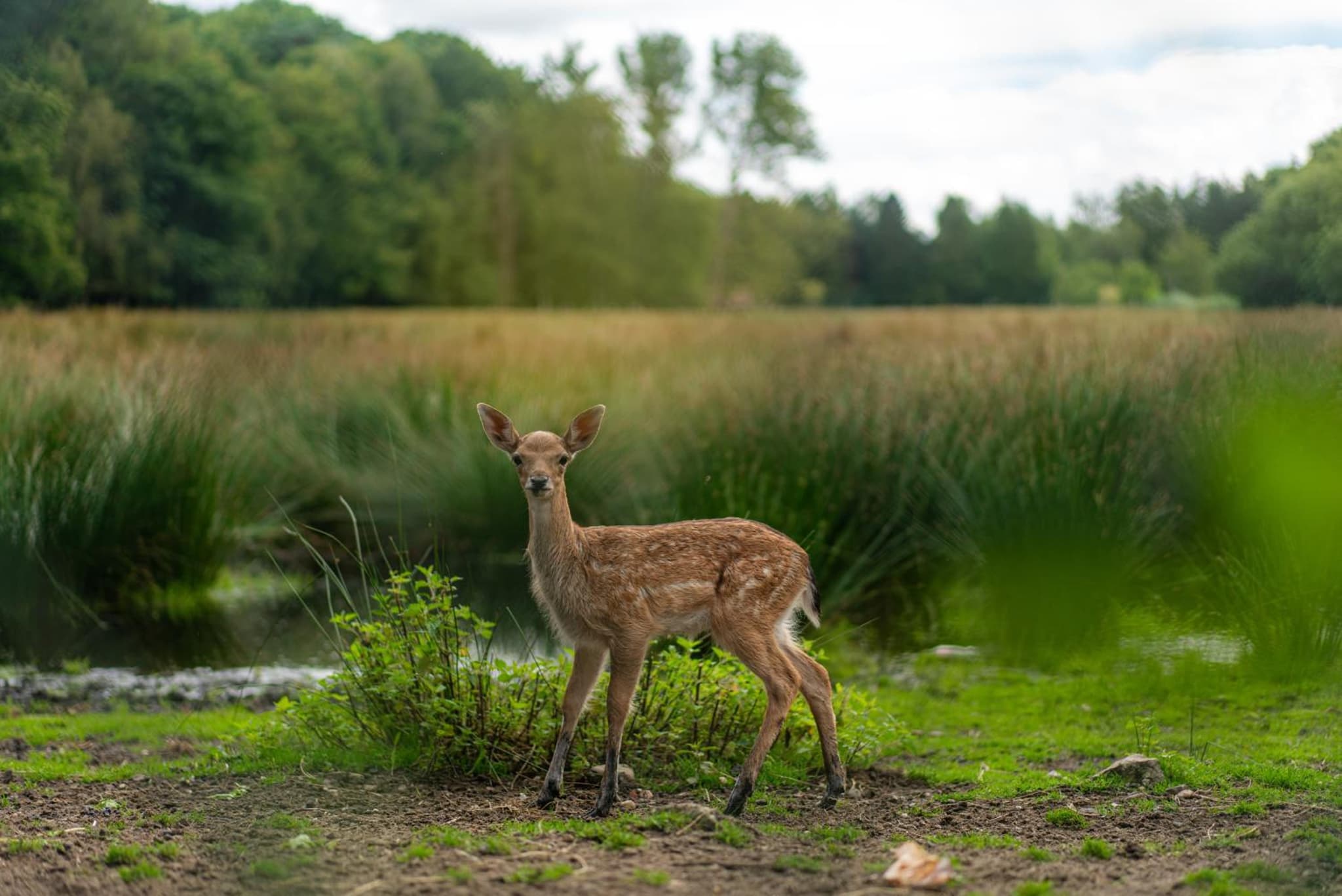 vakantie-hengelhoef photo 8