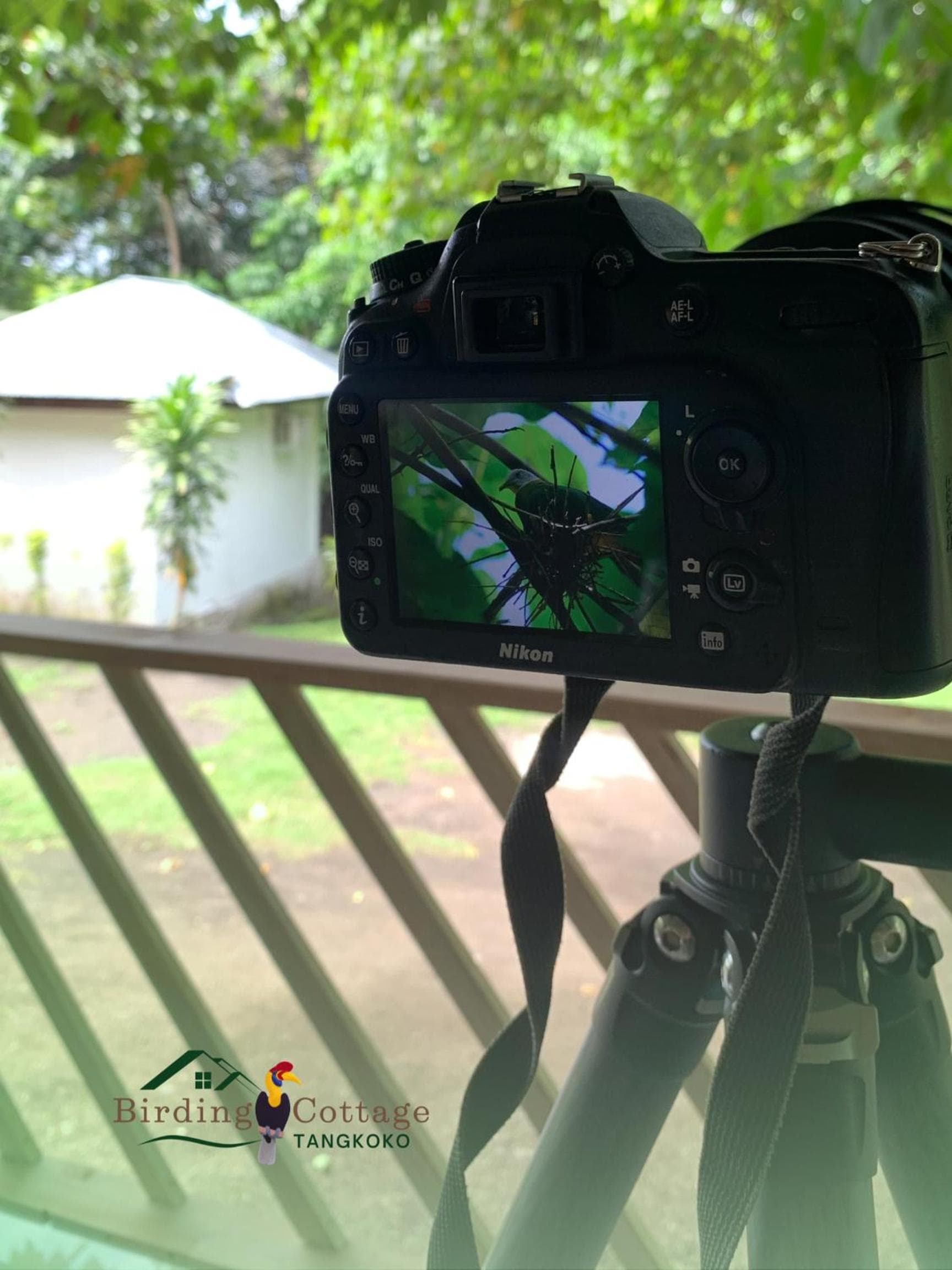 Birding Cottage Tangkoko photo 7