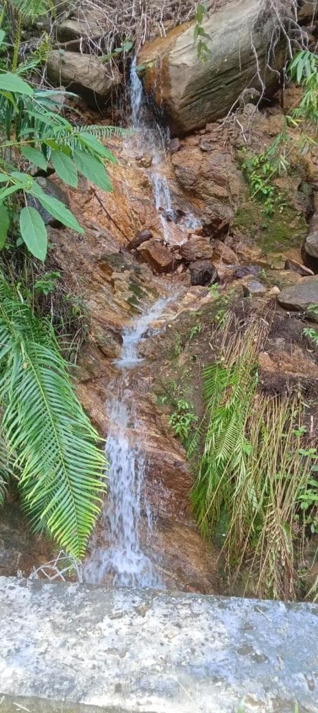 Woodland Hideaway in Sinharaja photo 8