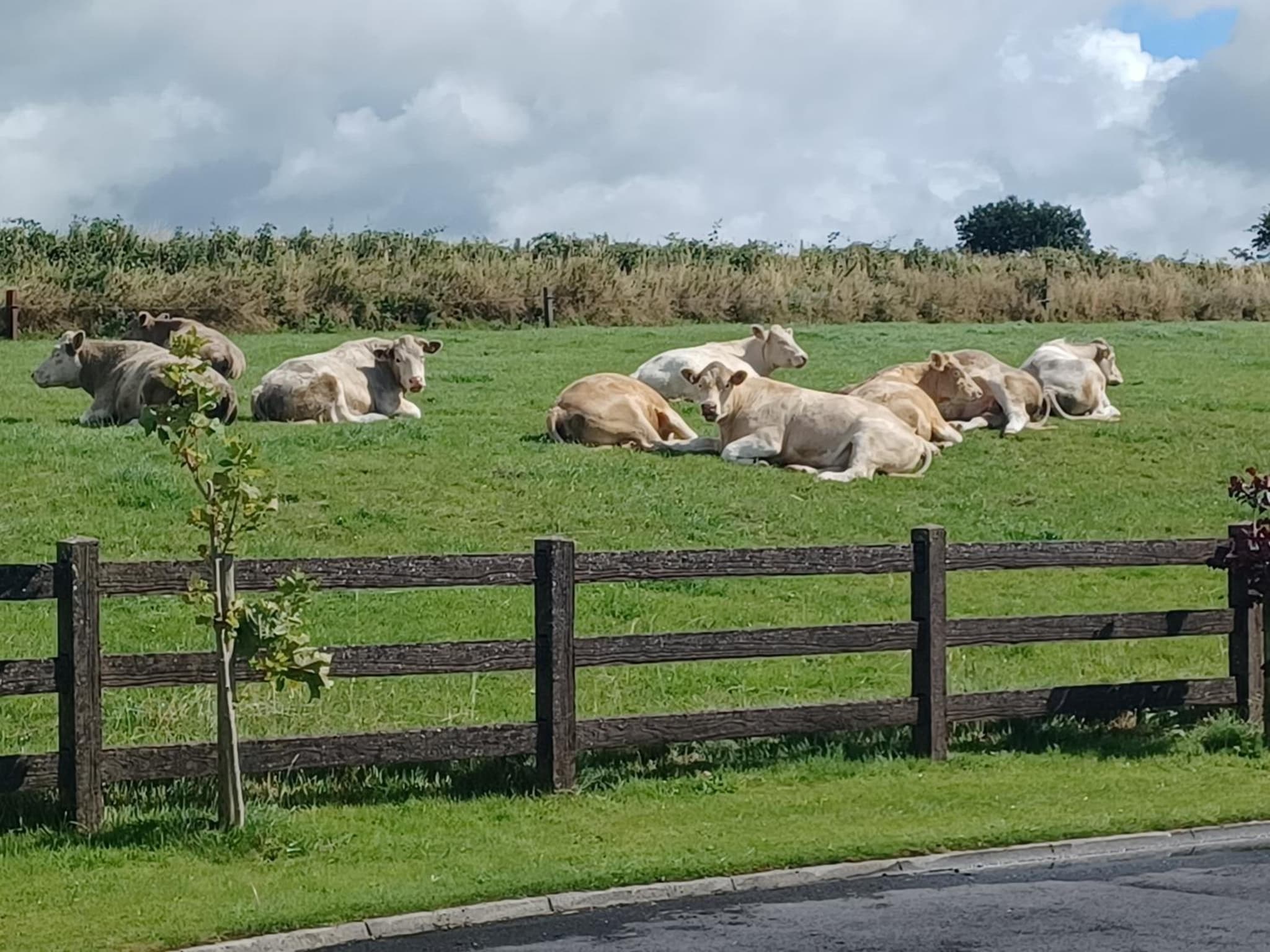 Country Haven eircode H54 AK31