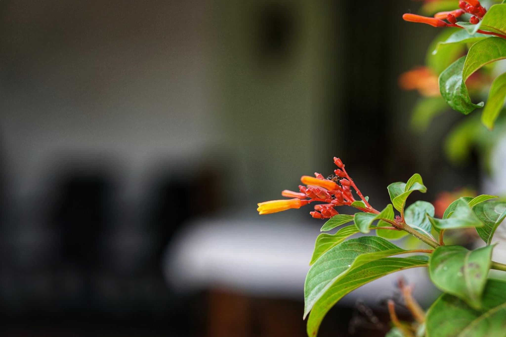 Sashini Homestay photo 2