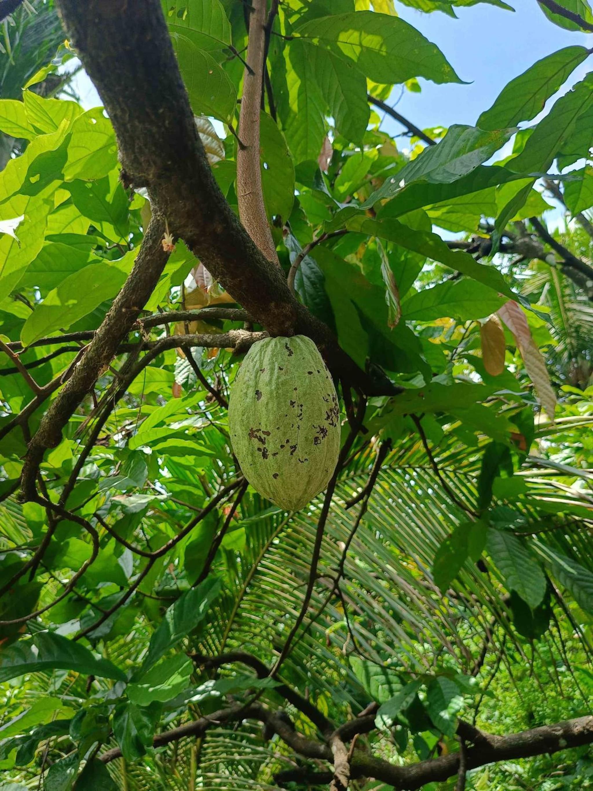 Kattakayam Heaven photo 8