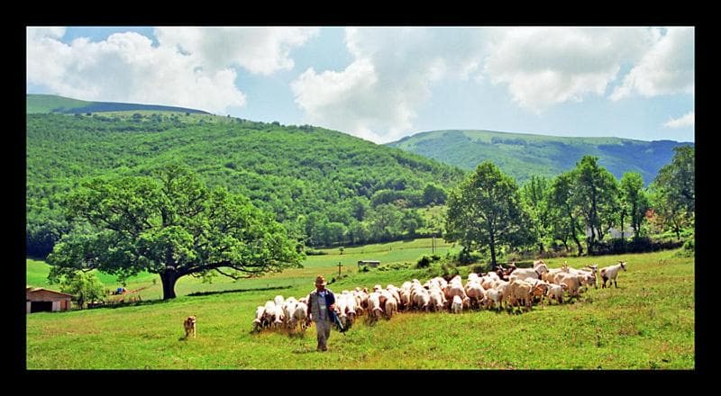 Il Vigneto photo 9