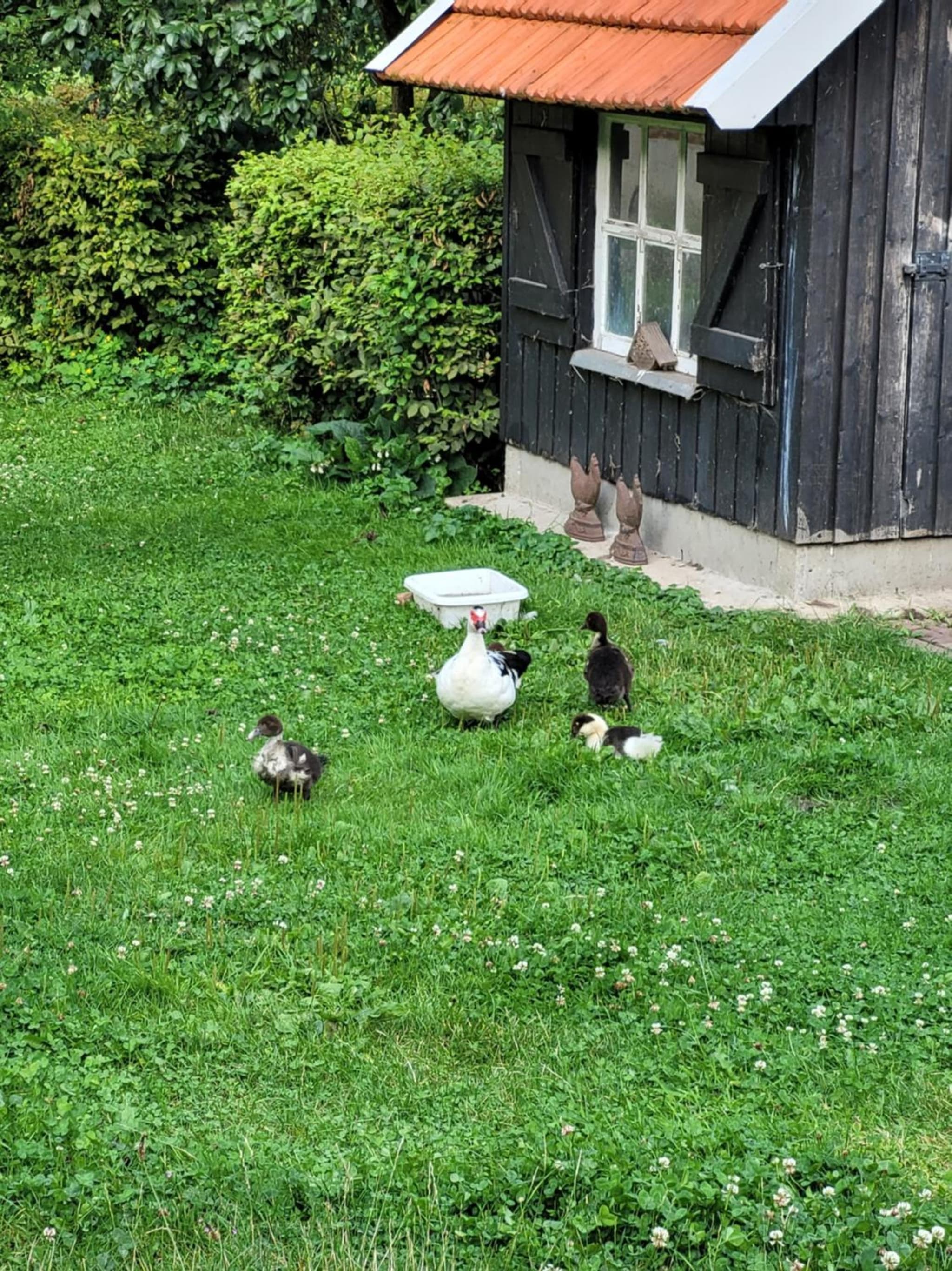 Landhuis onder de lindeboom photo 6