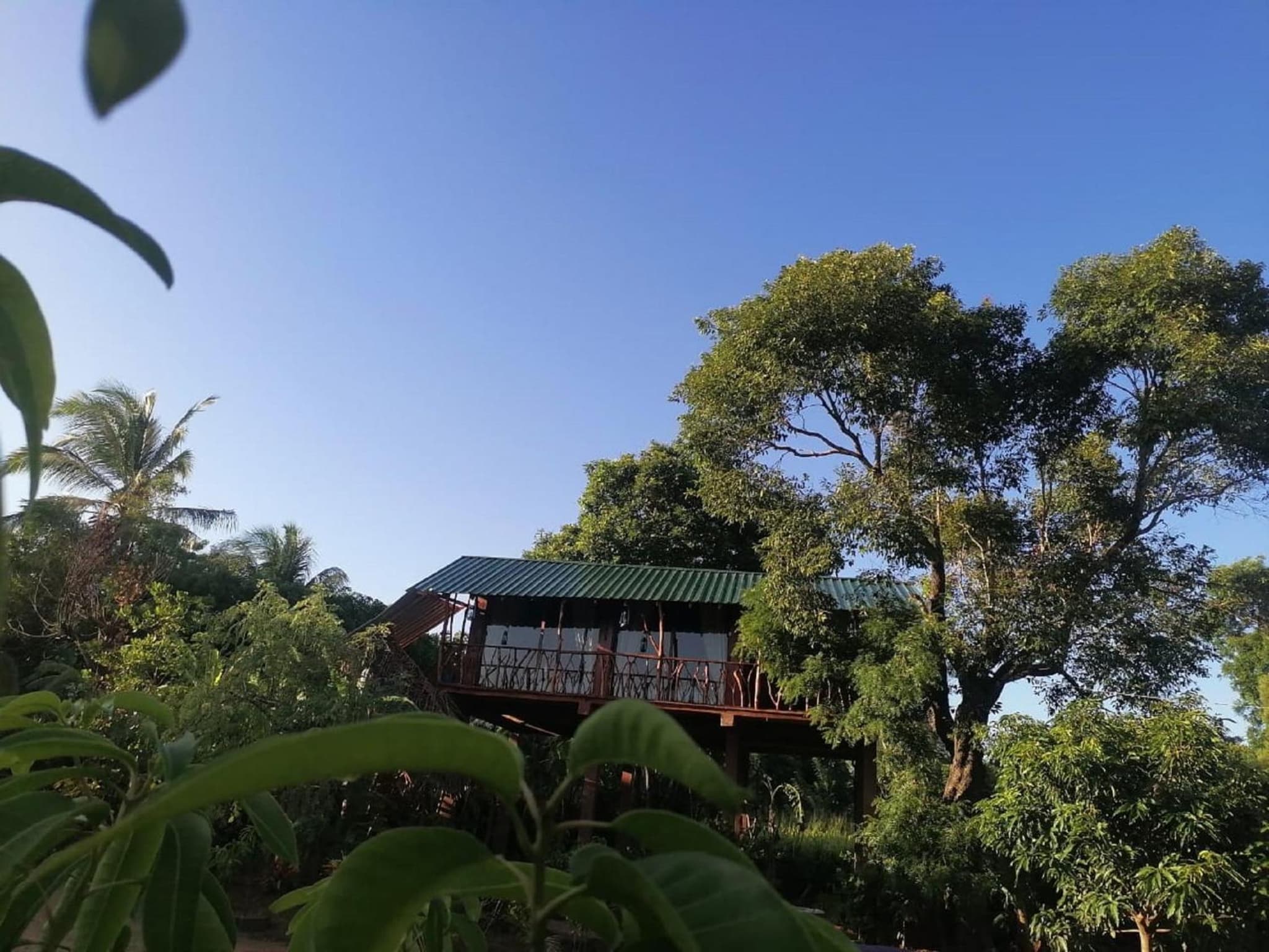 Sigiriya Rock View Tree house photo 4