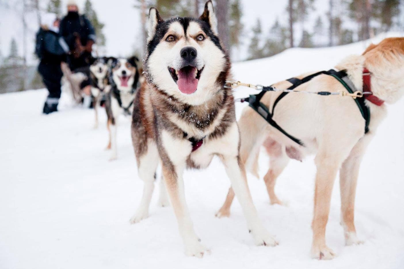 Holiday Home Ivalo photo 9