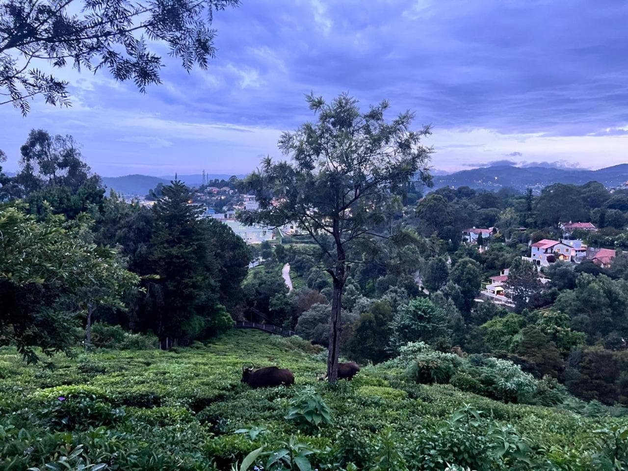 Sunset Villa photo 4