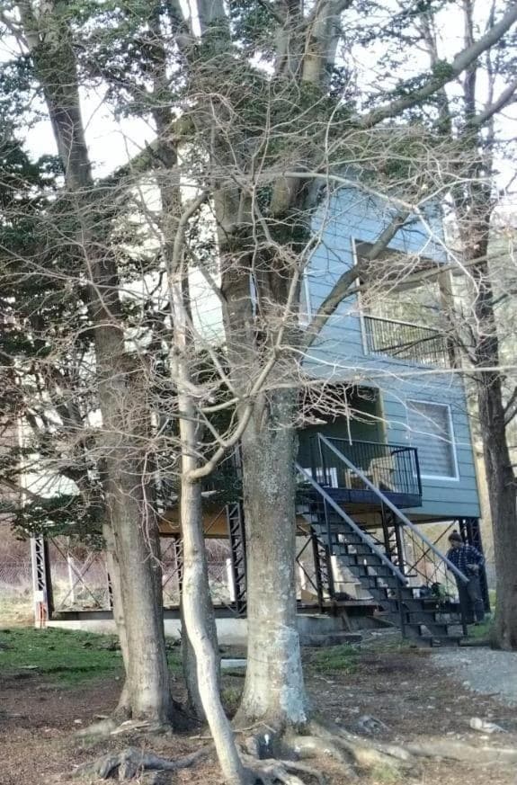 Tree house photo 7