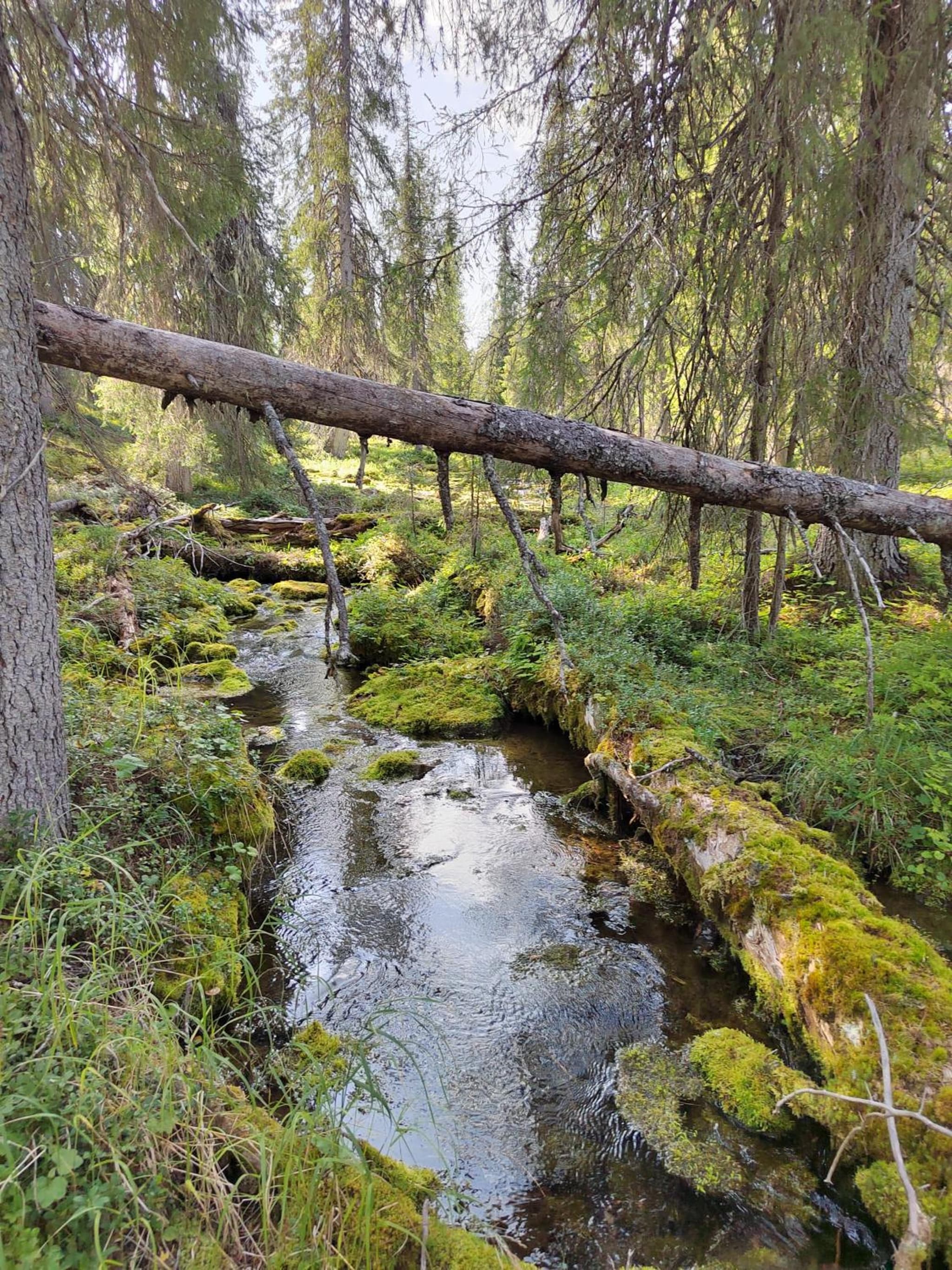 Mummon Mökki photo 2