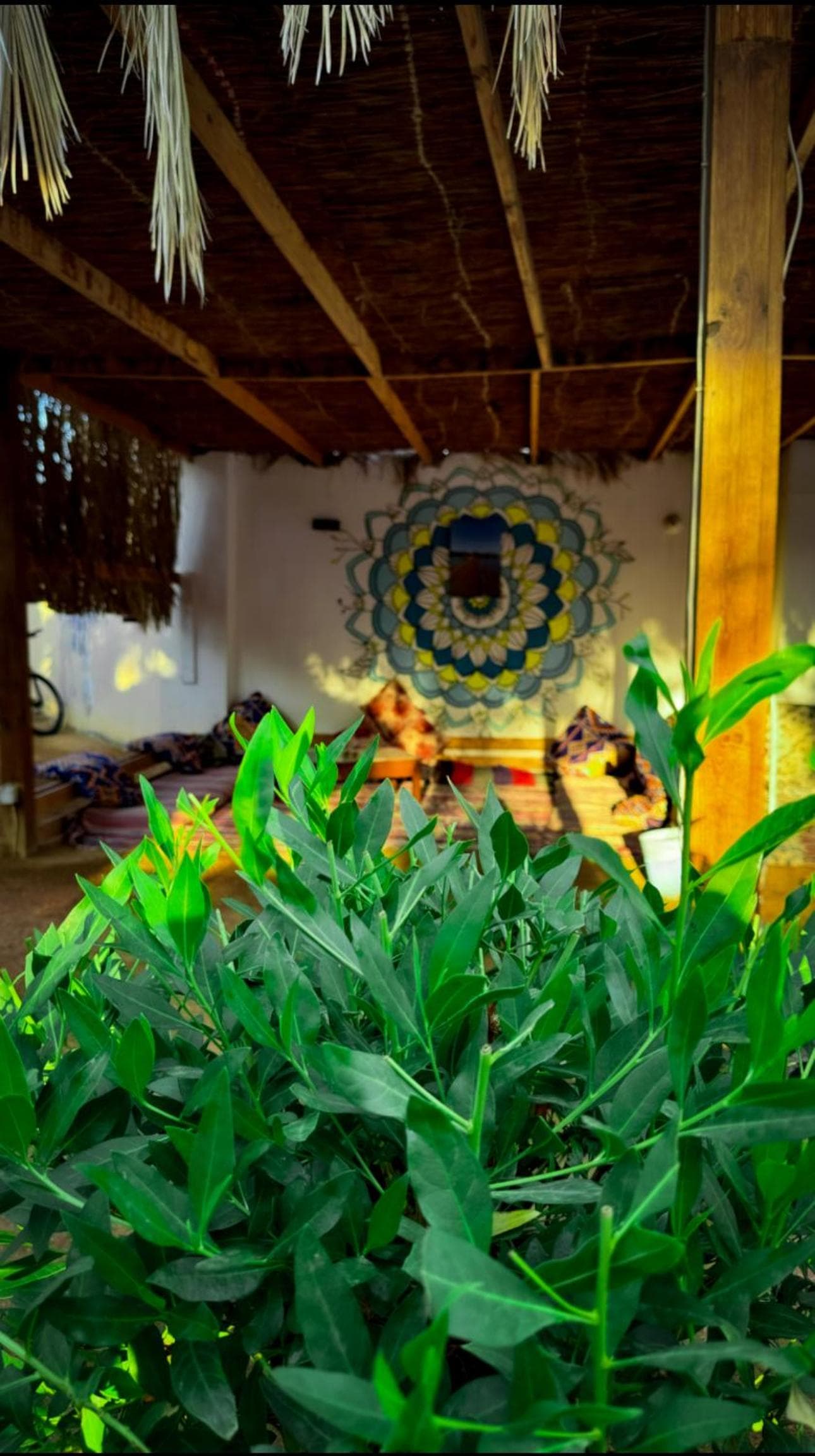 Miramar Camp Dahab photo 4