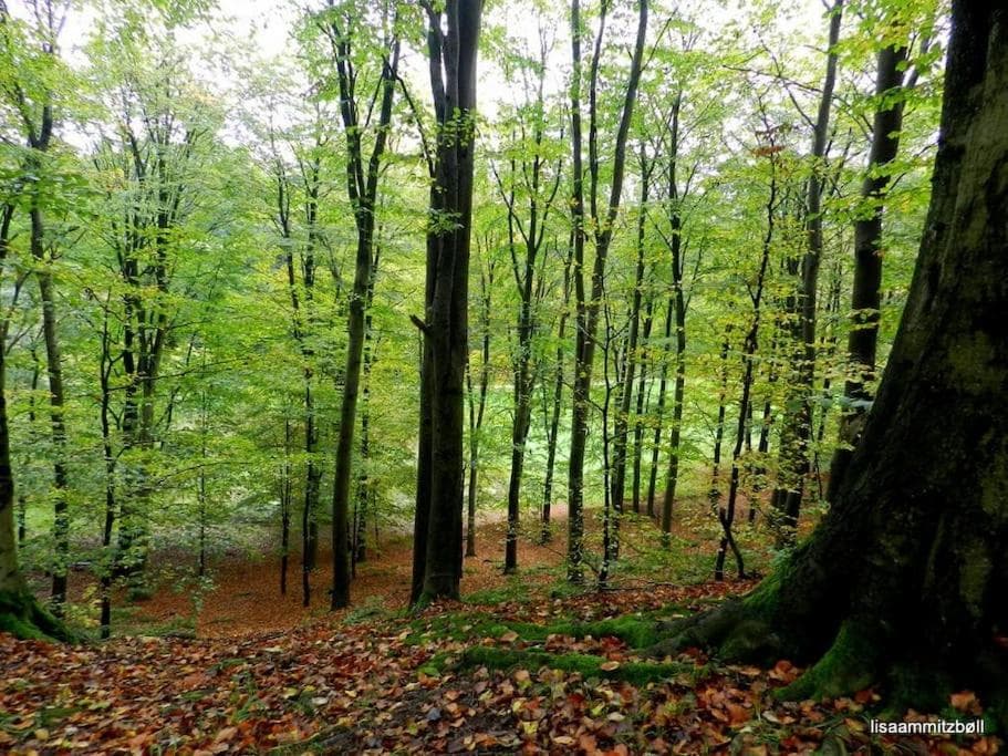 Rækkehus tæt på skov, sø og by photo 7