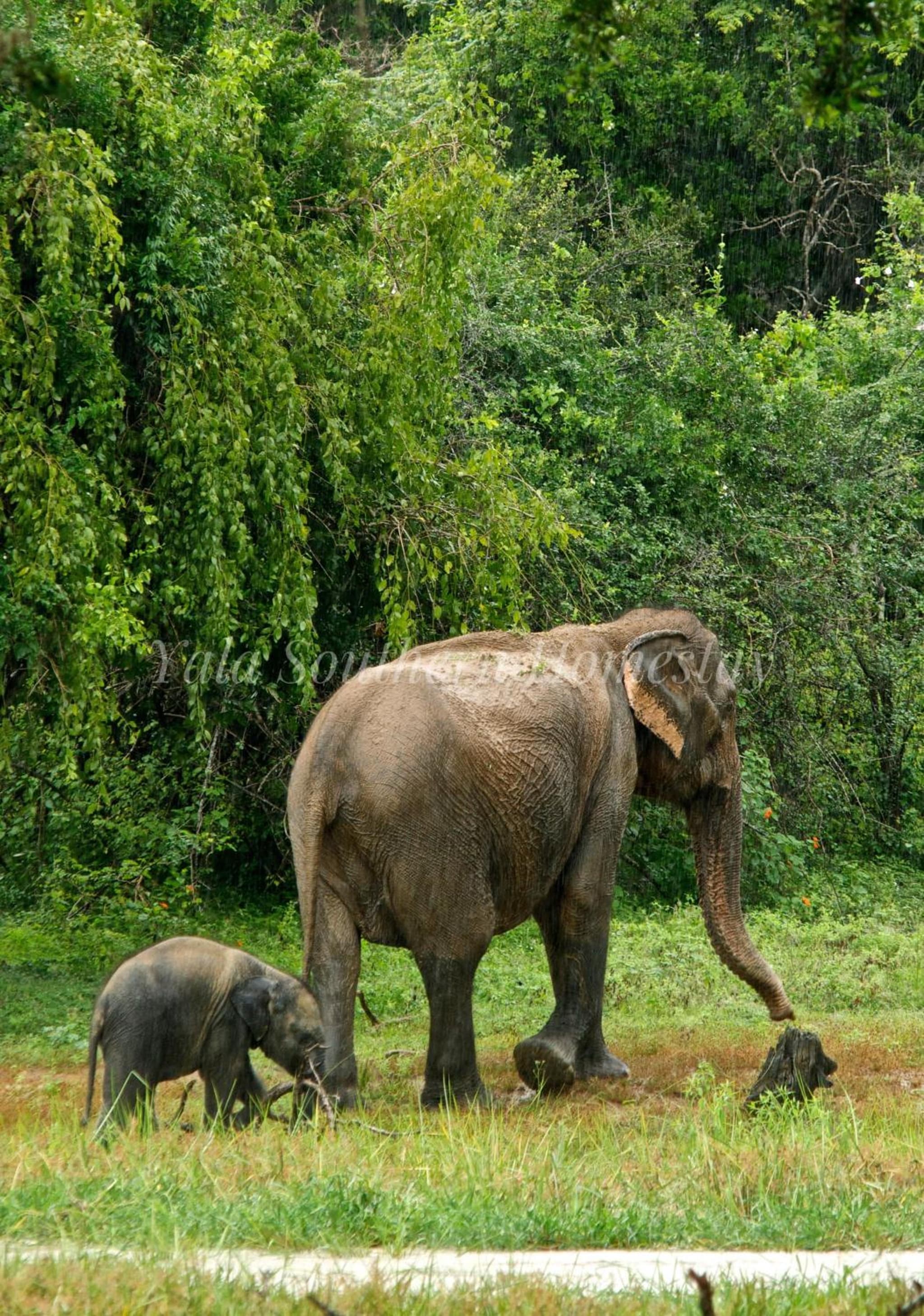 Yala Southern Retreat photo 6