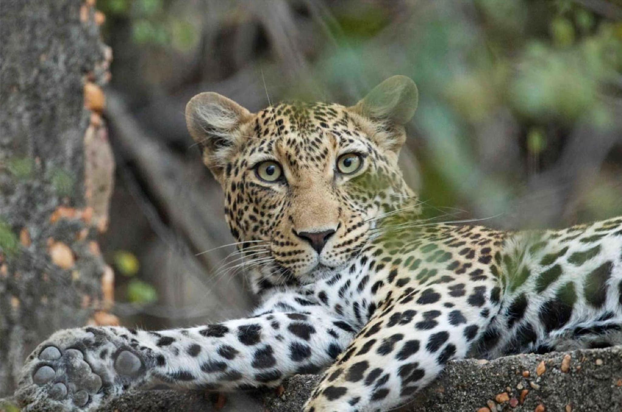Timbila Game Lodge - Welcome to Land of Leopards and Buffalo photo 8
