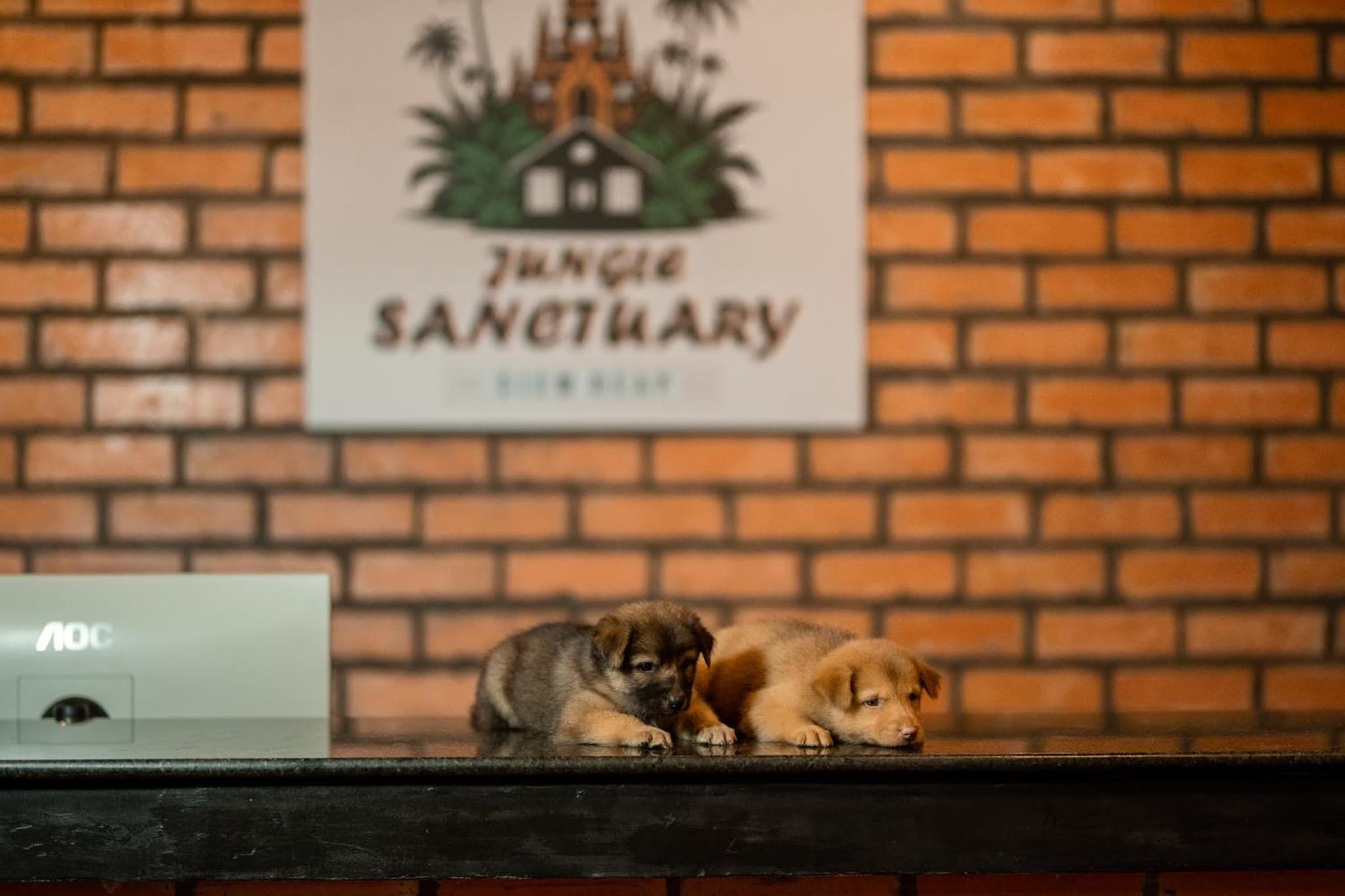 Jungle Sanctuary Hotel Siem Reap photo 5