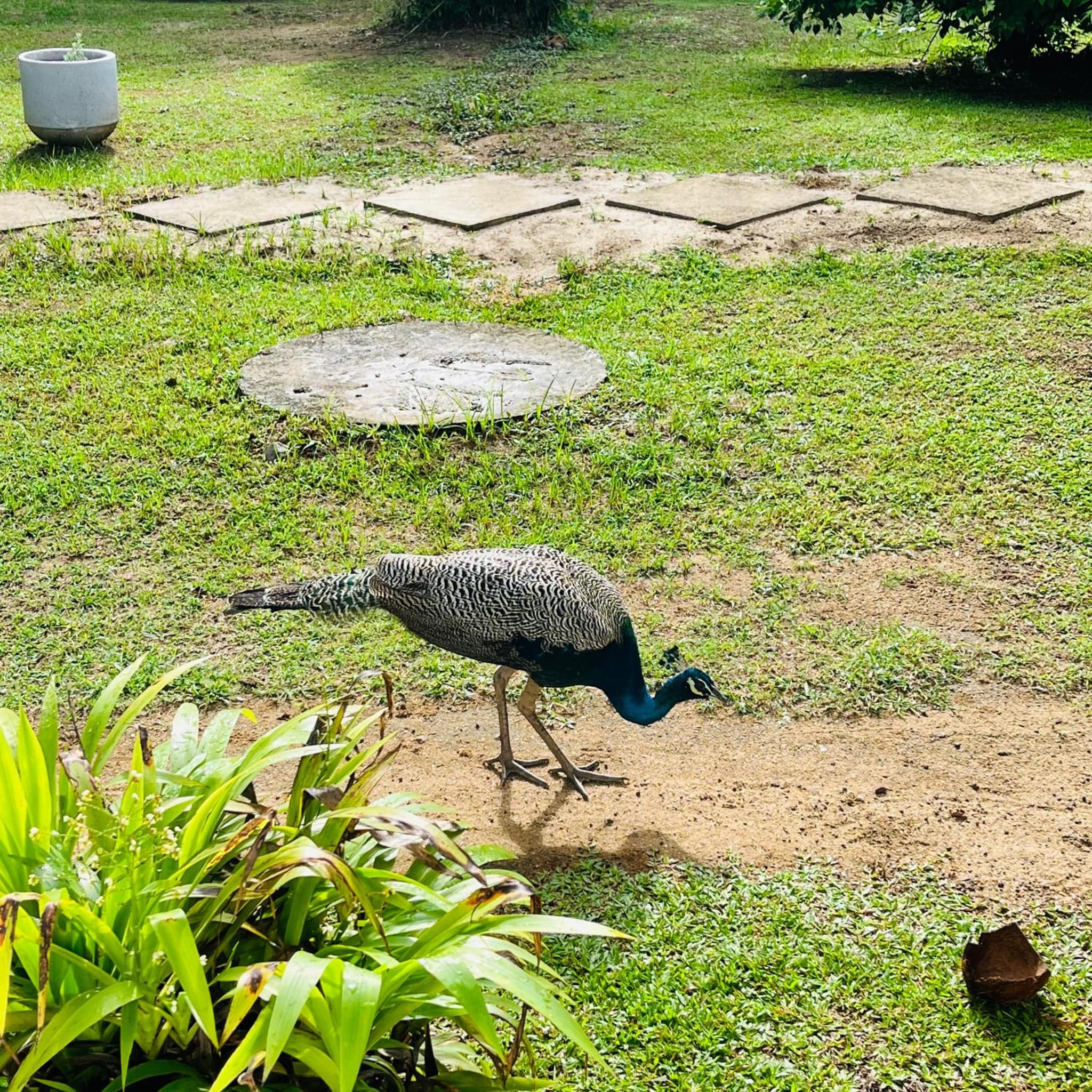 Hanguk Lanka Lagoon Villa photo 3