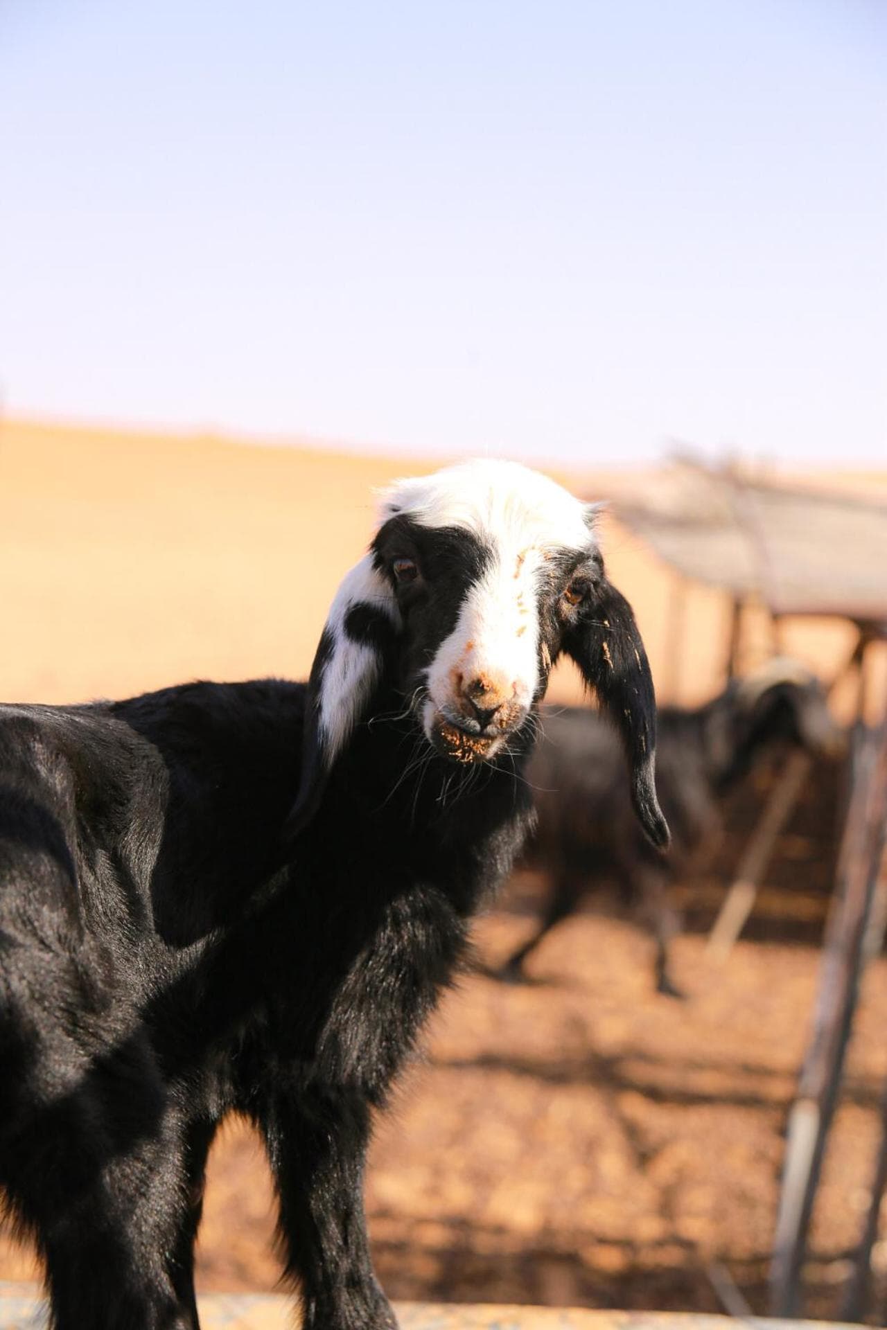 Wahiba Bedouin Rustic Camp photo 9