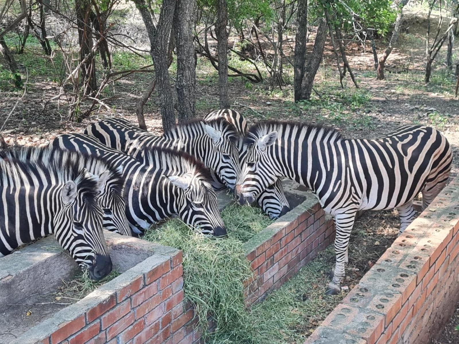 Singwe Private Safari Lodge Kruger photo 4