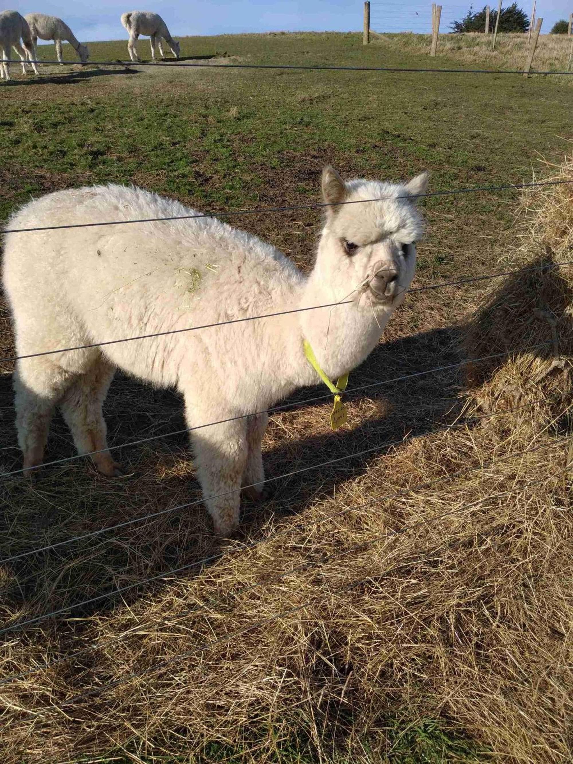 Bruce Farm Alpaca Cabin 1 by Tiny Away photo 2