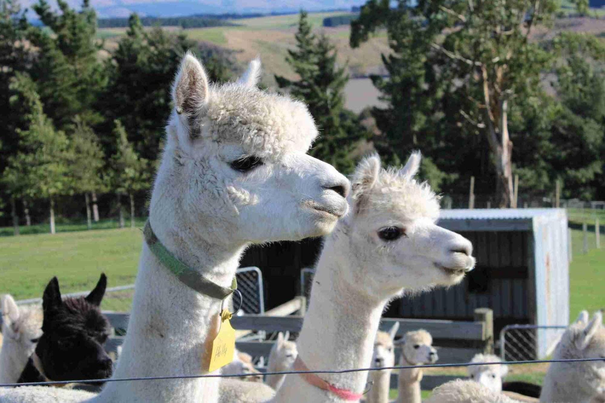 Bruce Farm Alpaca Cabin 1 by Tiny Away photo 8