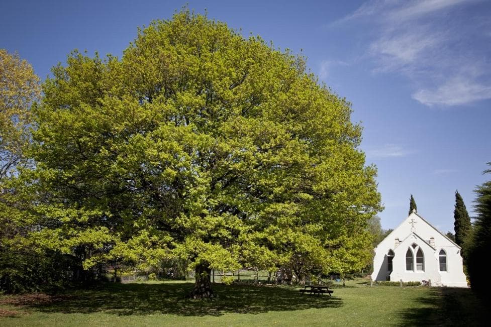 The Holy Oaks photo 2