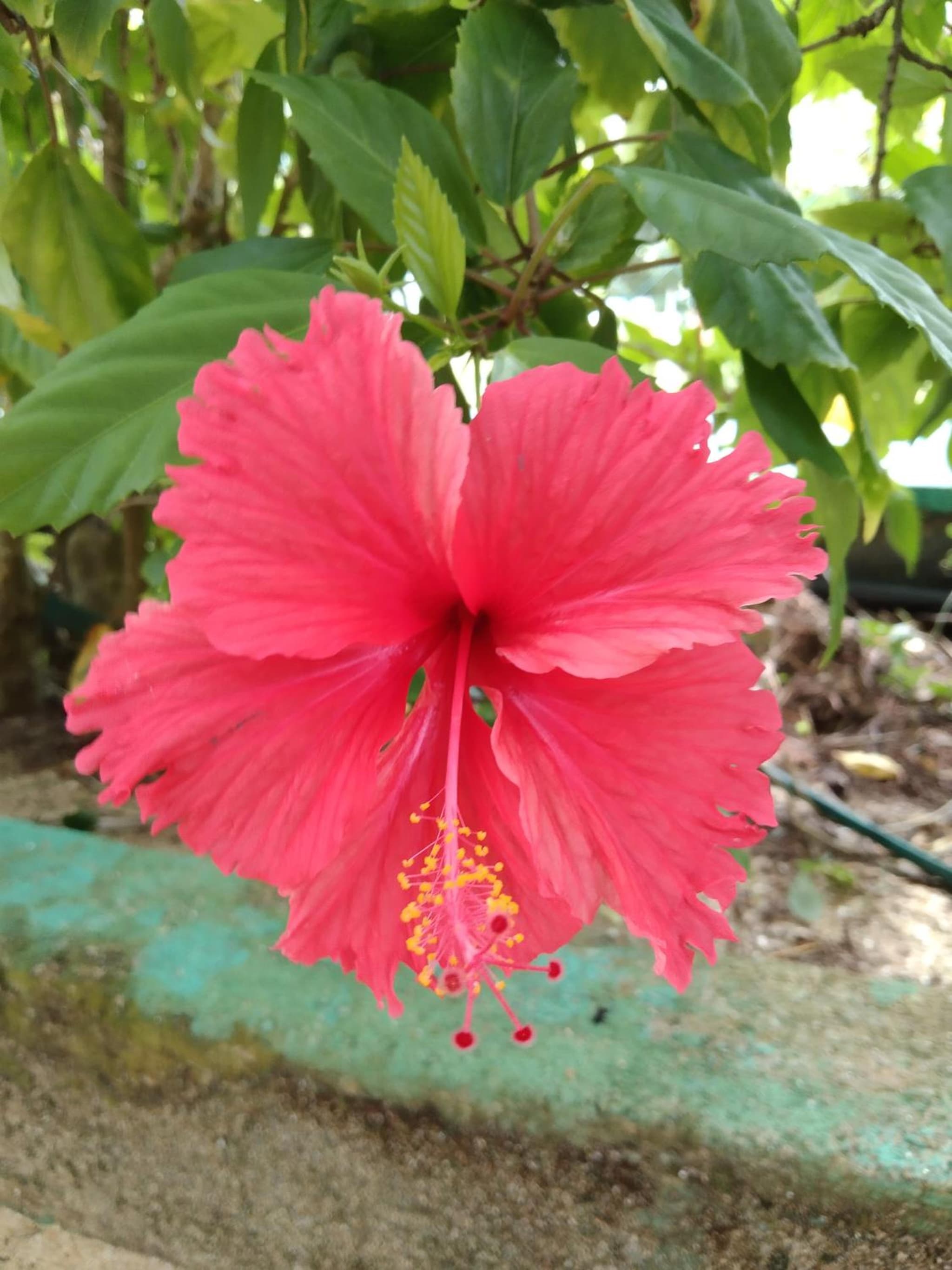 Patini Bungalows - Beach Garden photo 5