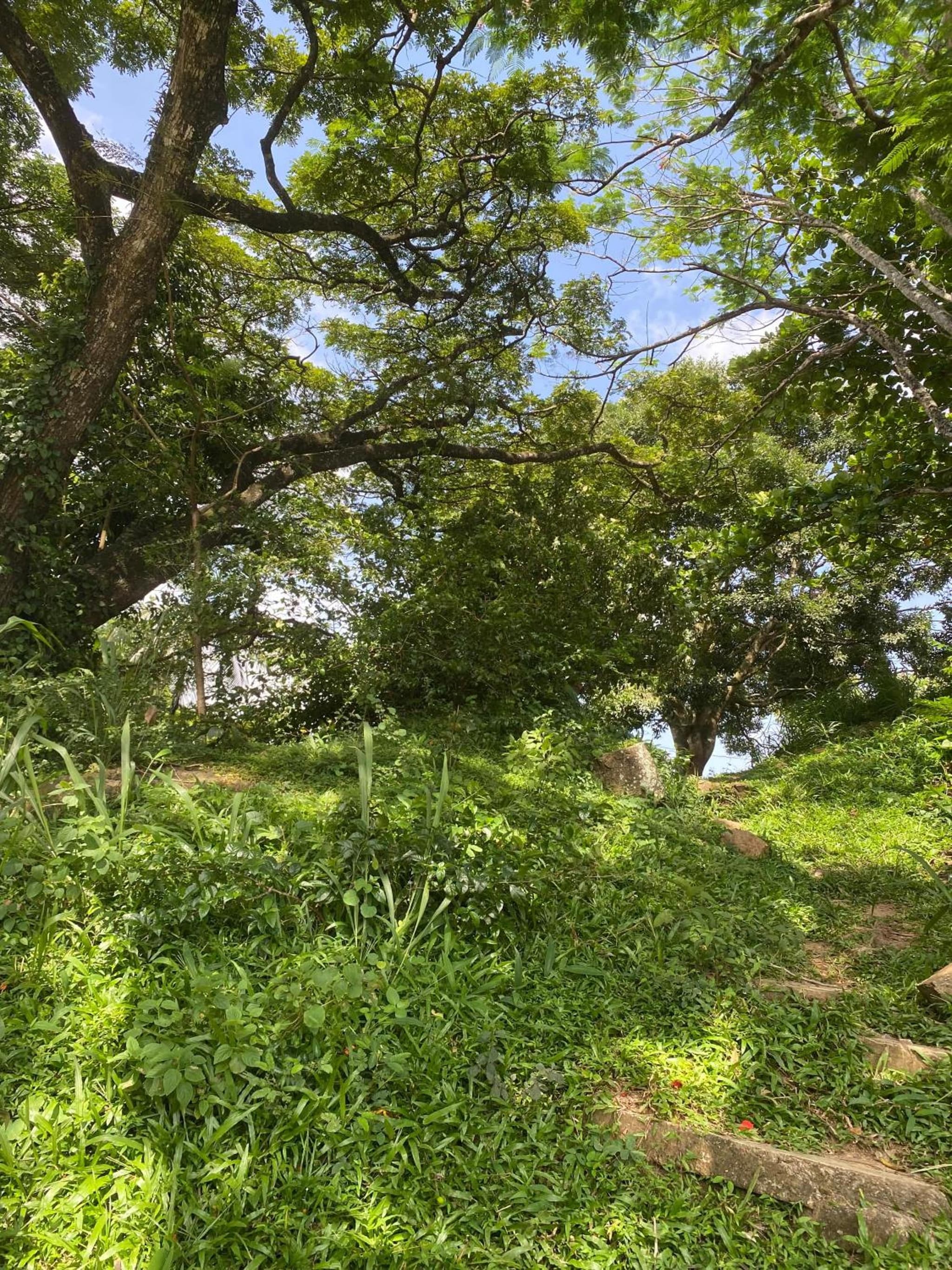 Mountain Breeze Uplands photo 6