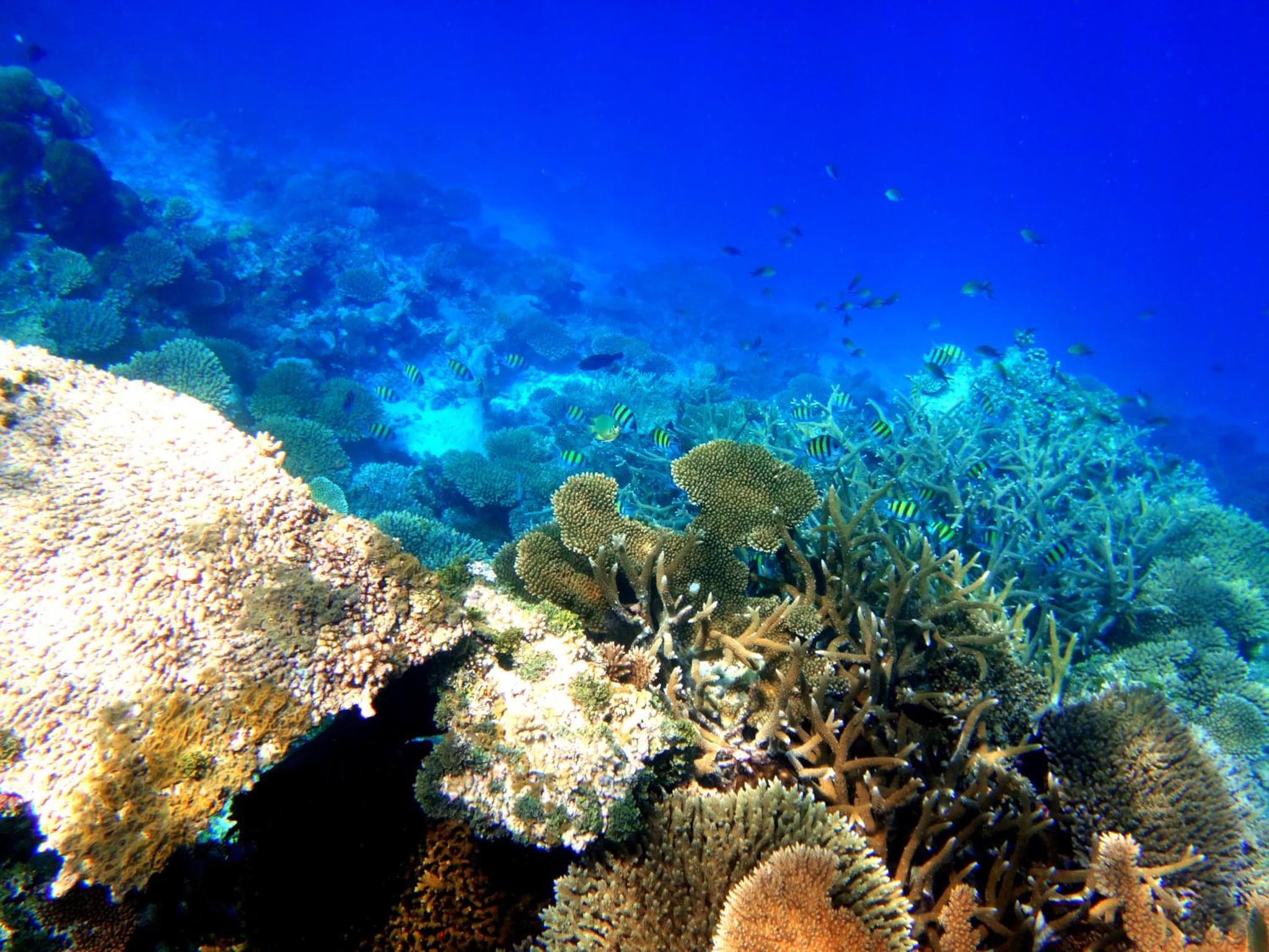 NH Collection Maldives Havodda Resort photo 6