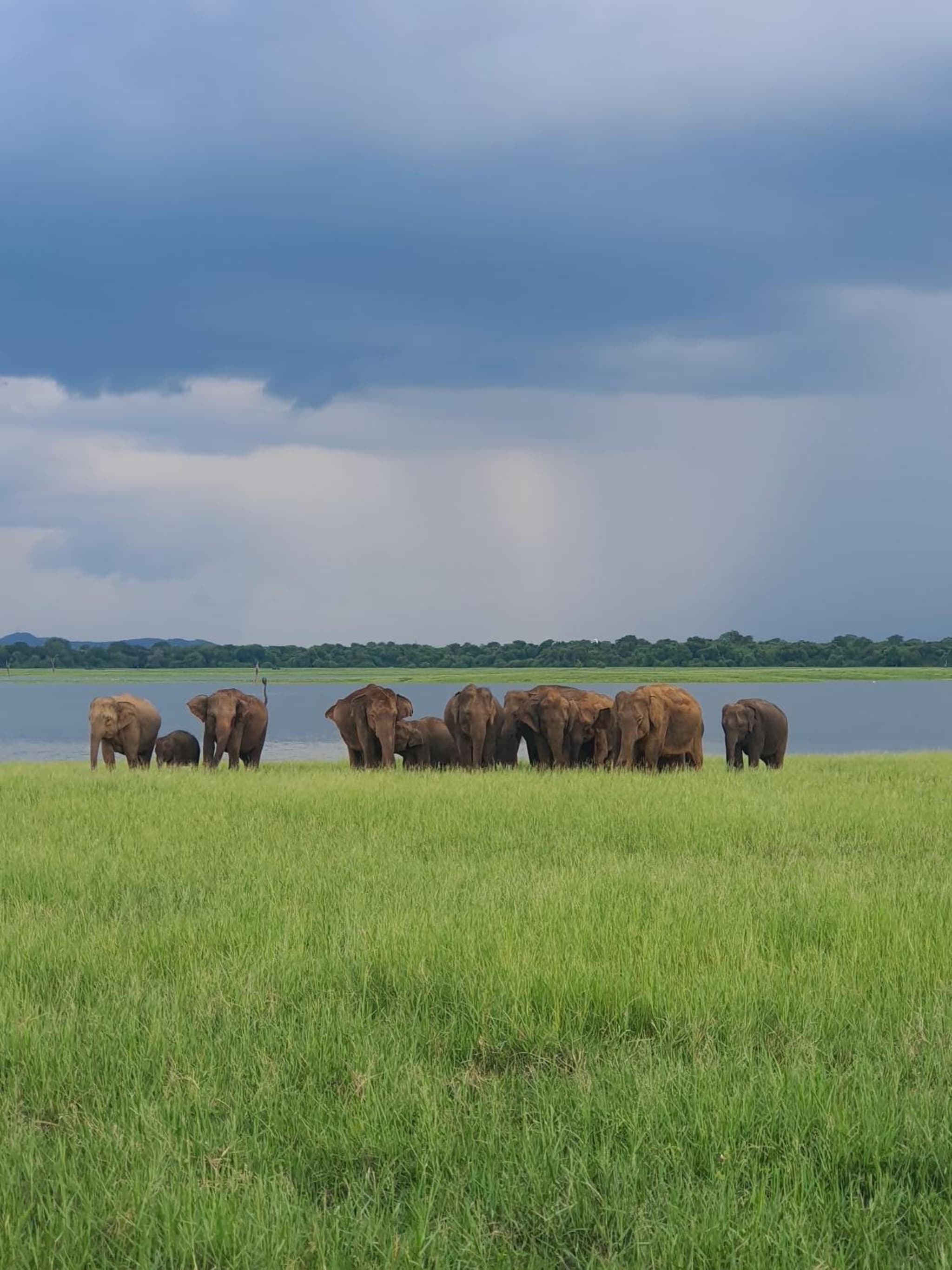 Jungle Eco Lodge & Safari photo 8