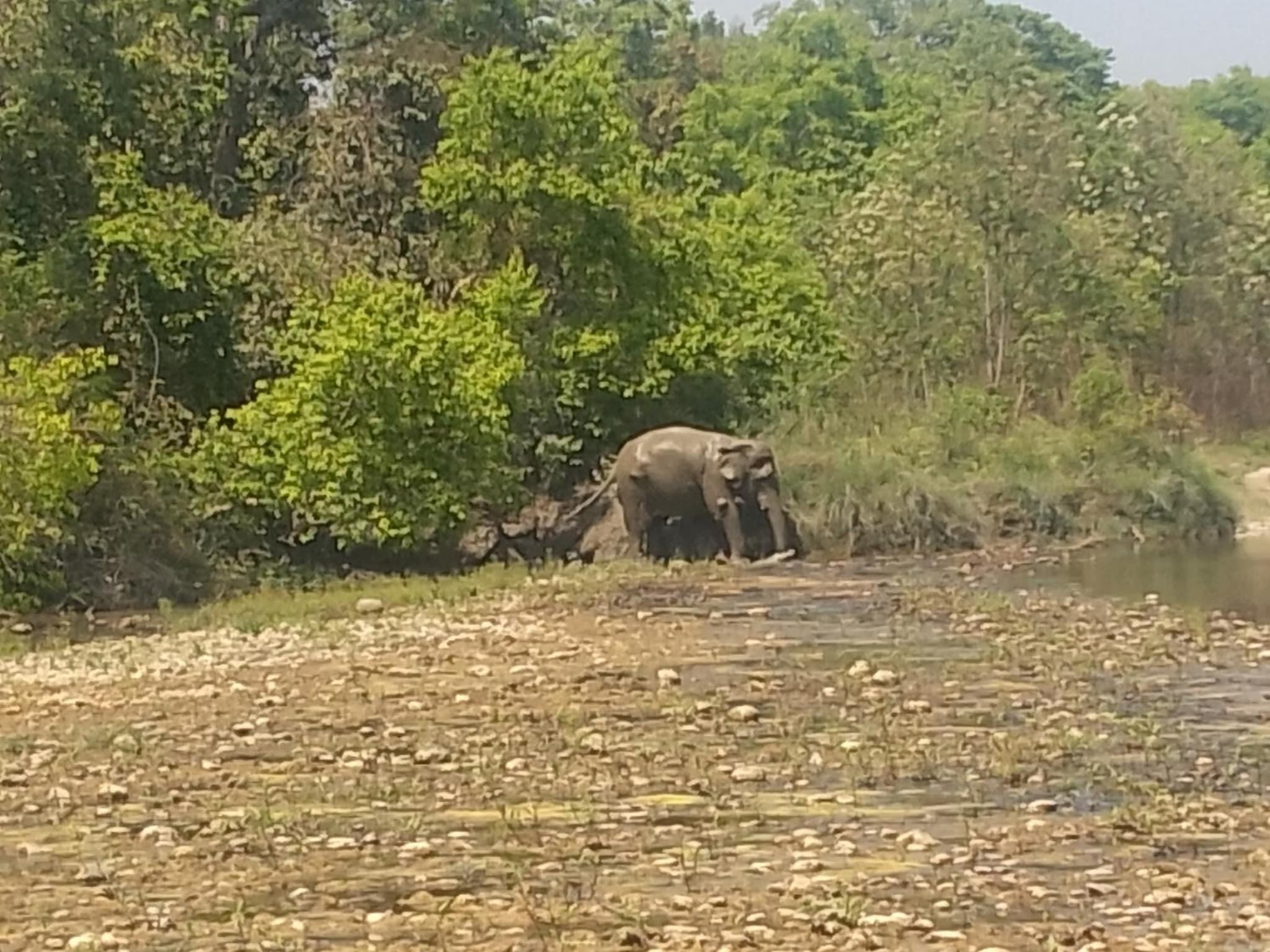 Jungle Base Camp photo 6