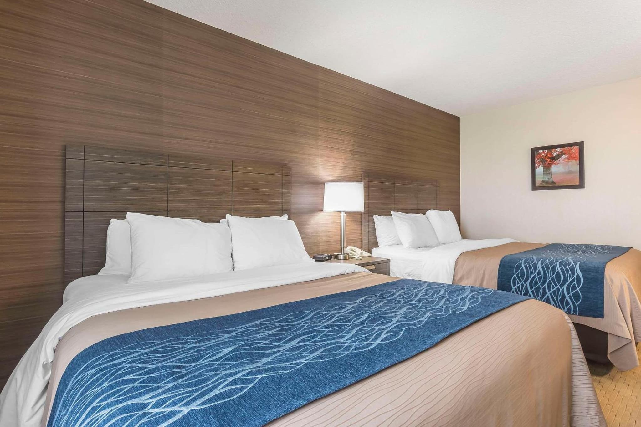 Comfort Inn photo 2
