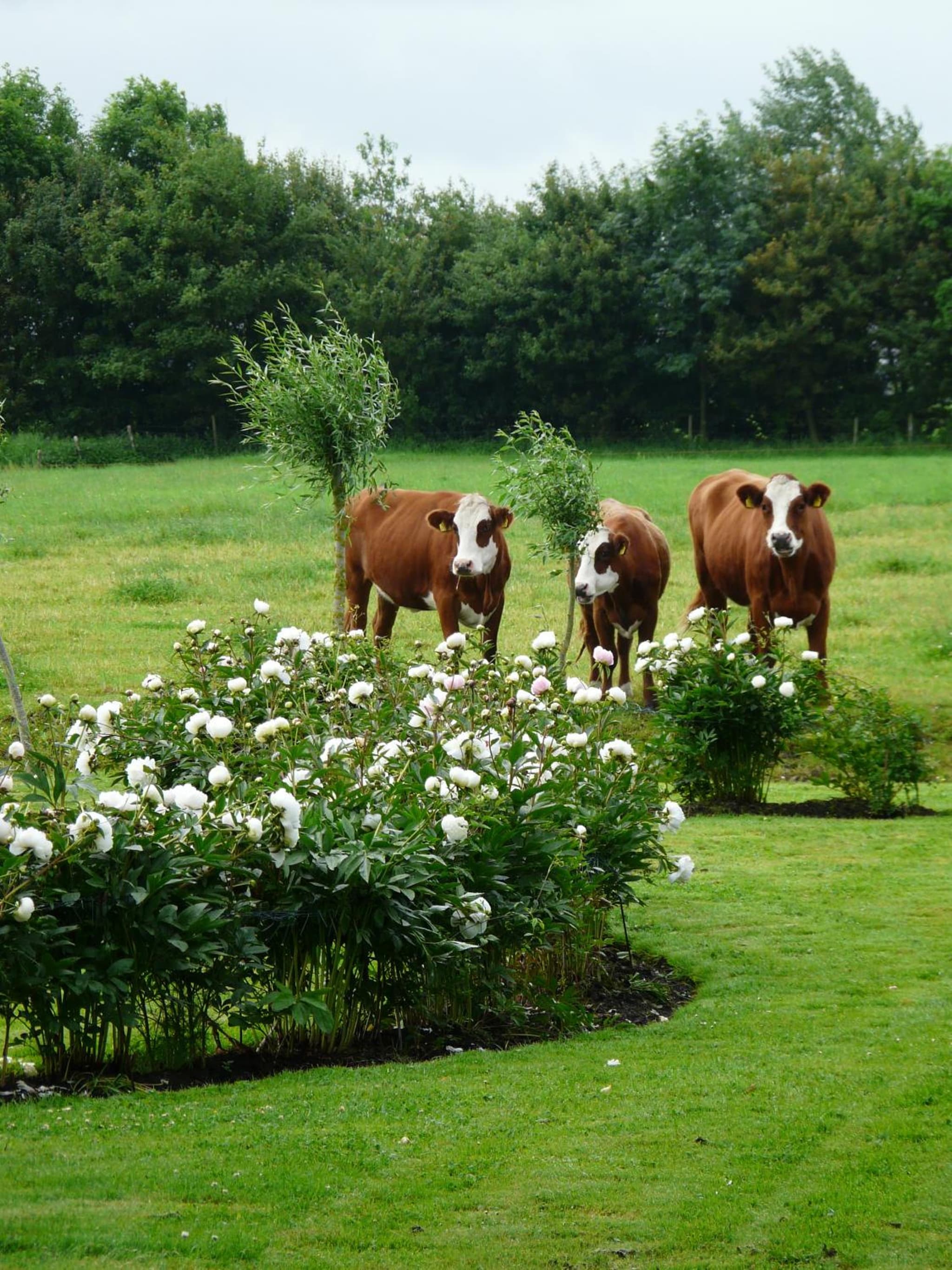 Landgoedlogies Pábema photo 5