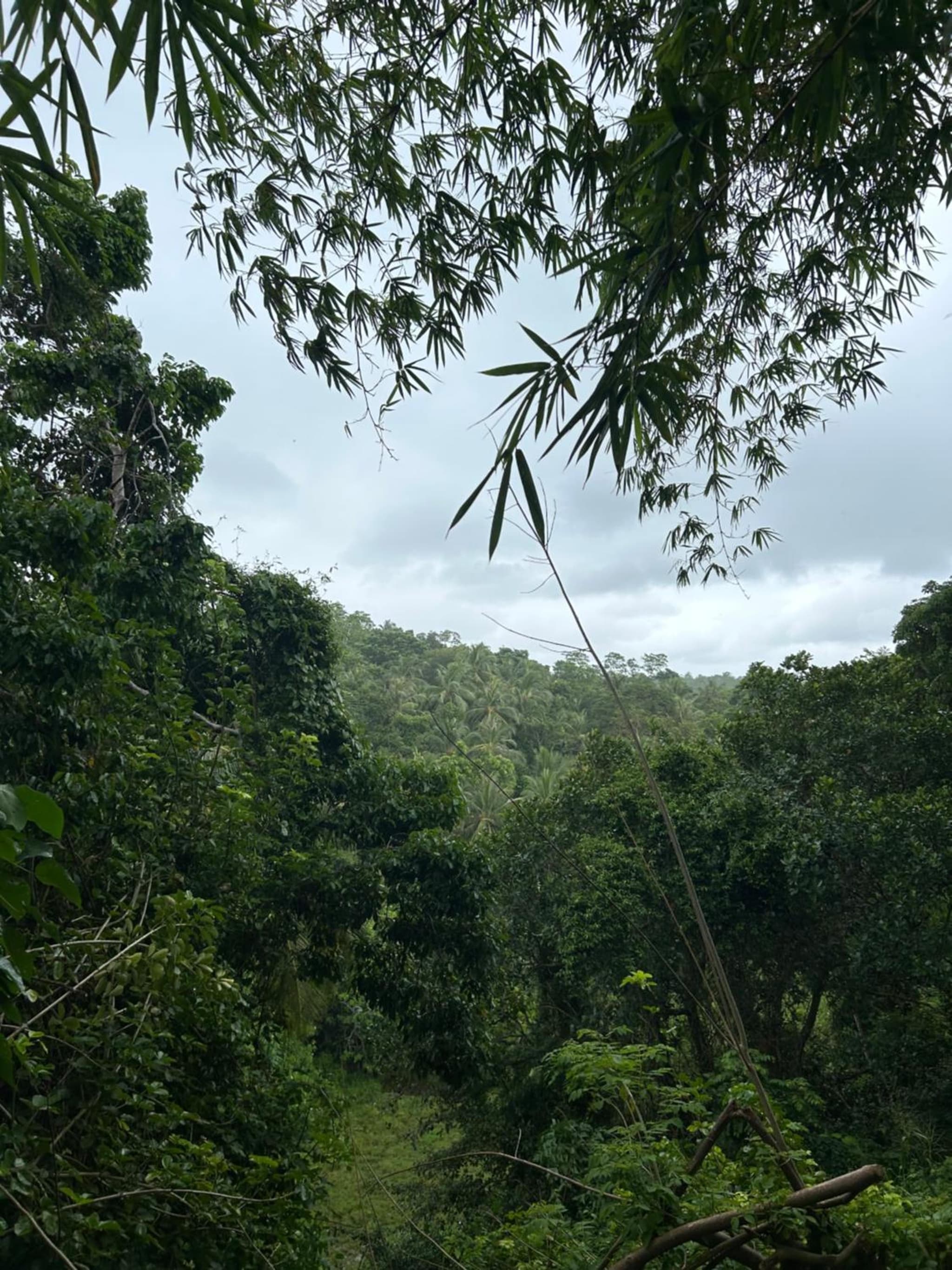 Jungle Lodge photo 9