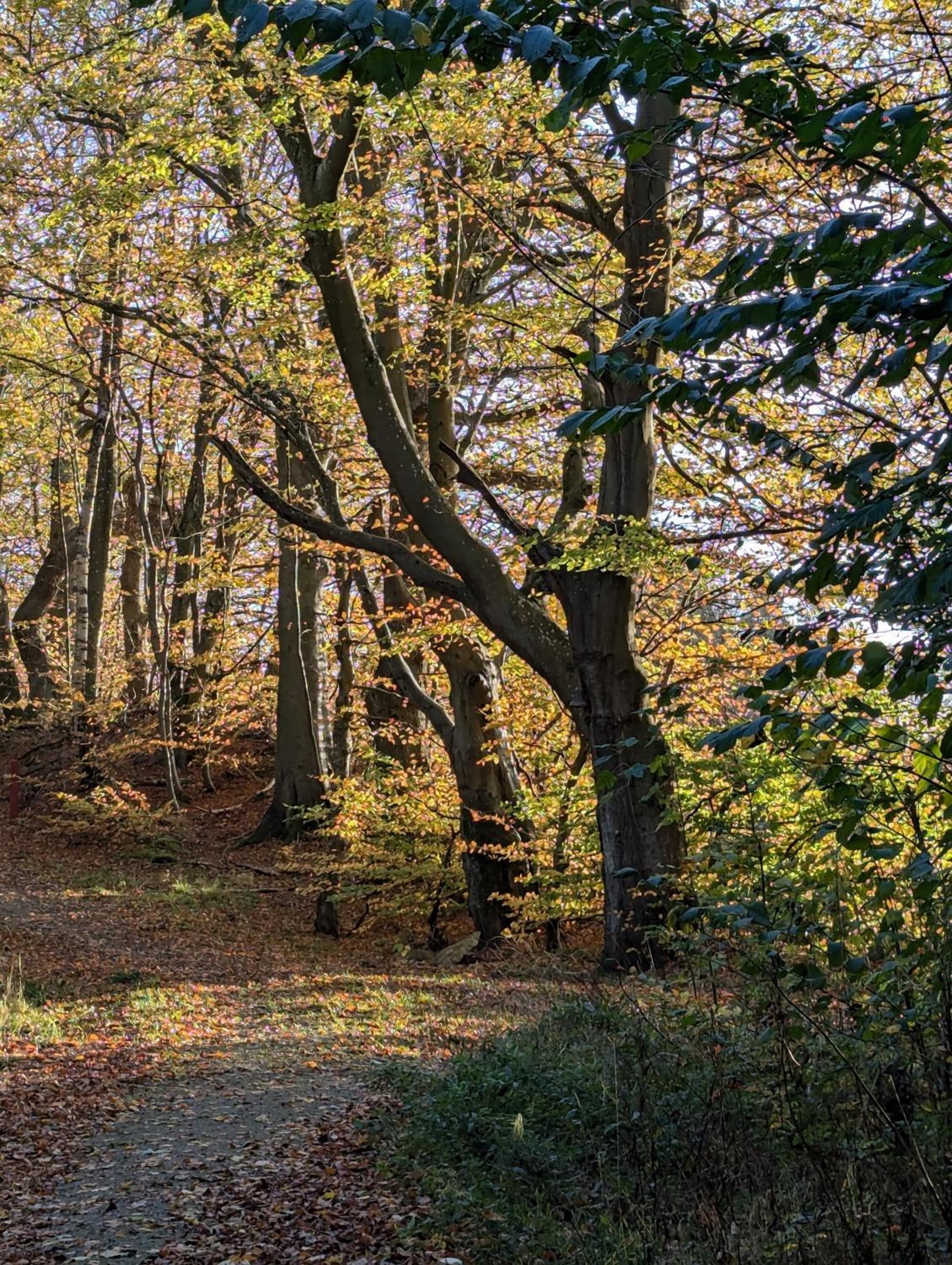 Lejlighed ved skov photo 6