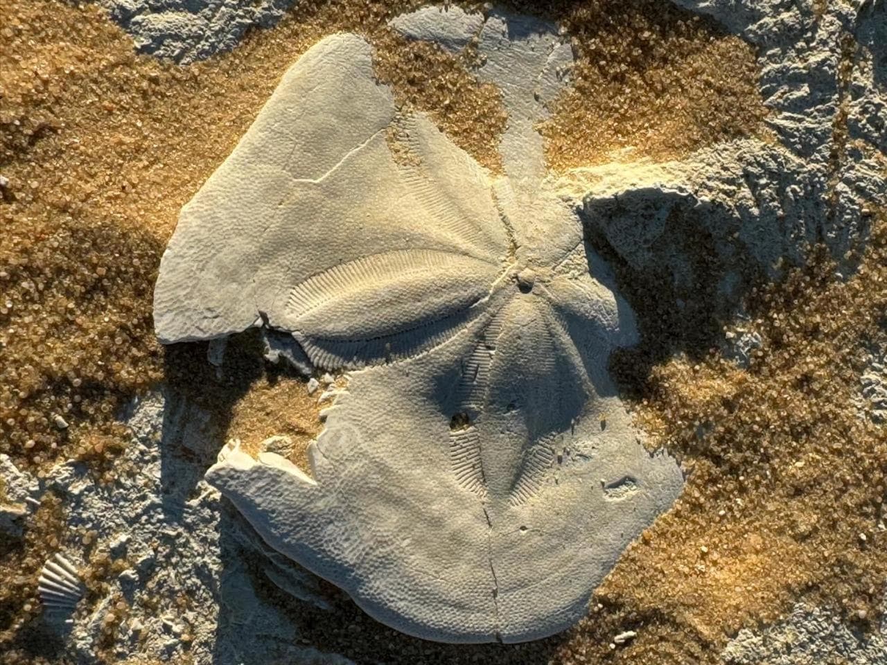 WAFLA photo 2